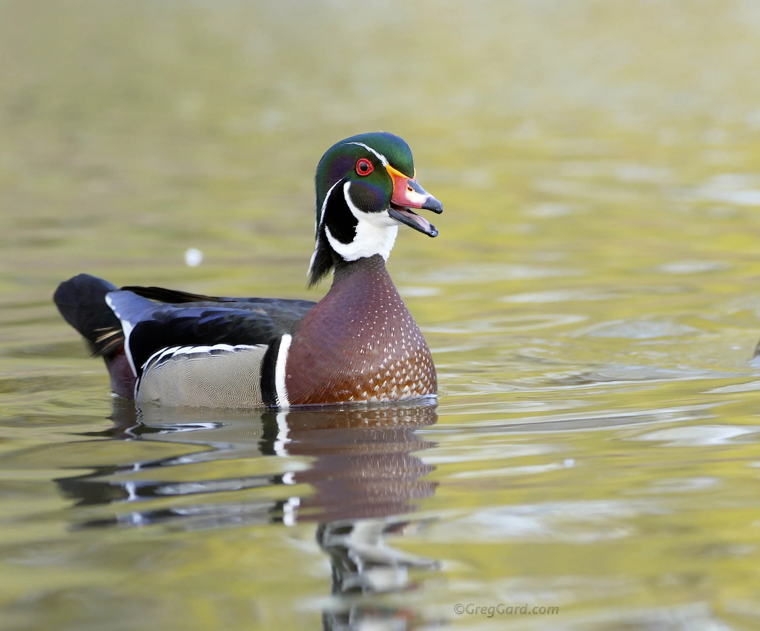 Wood Duck calling - video - New York