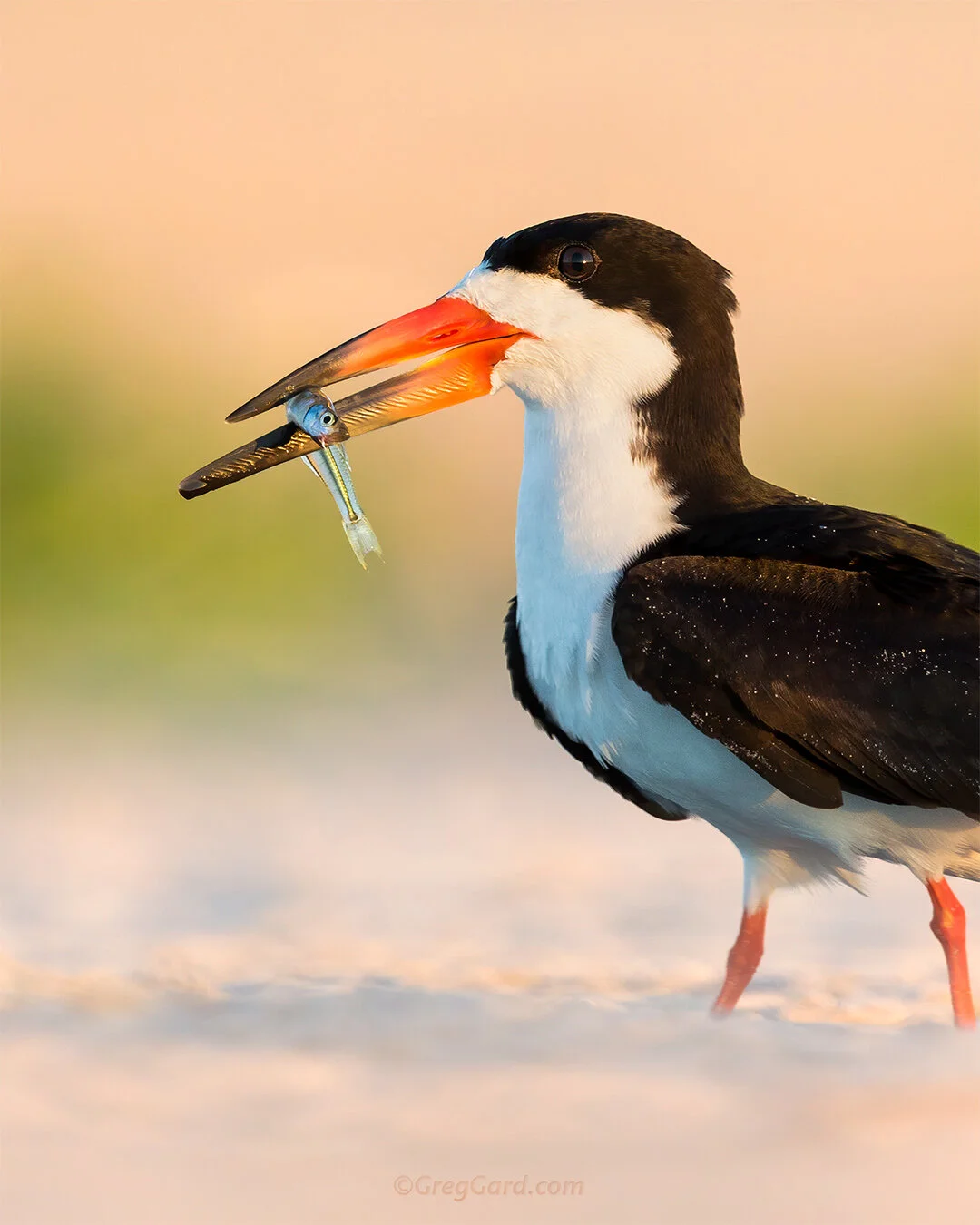 Black Skimmer With Fish - Nickerson Beach, NY