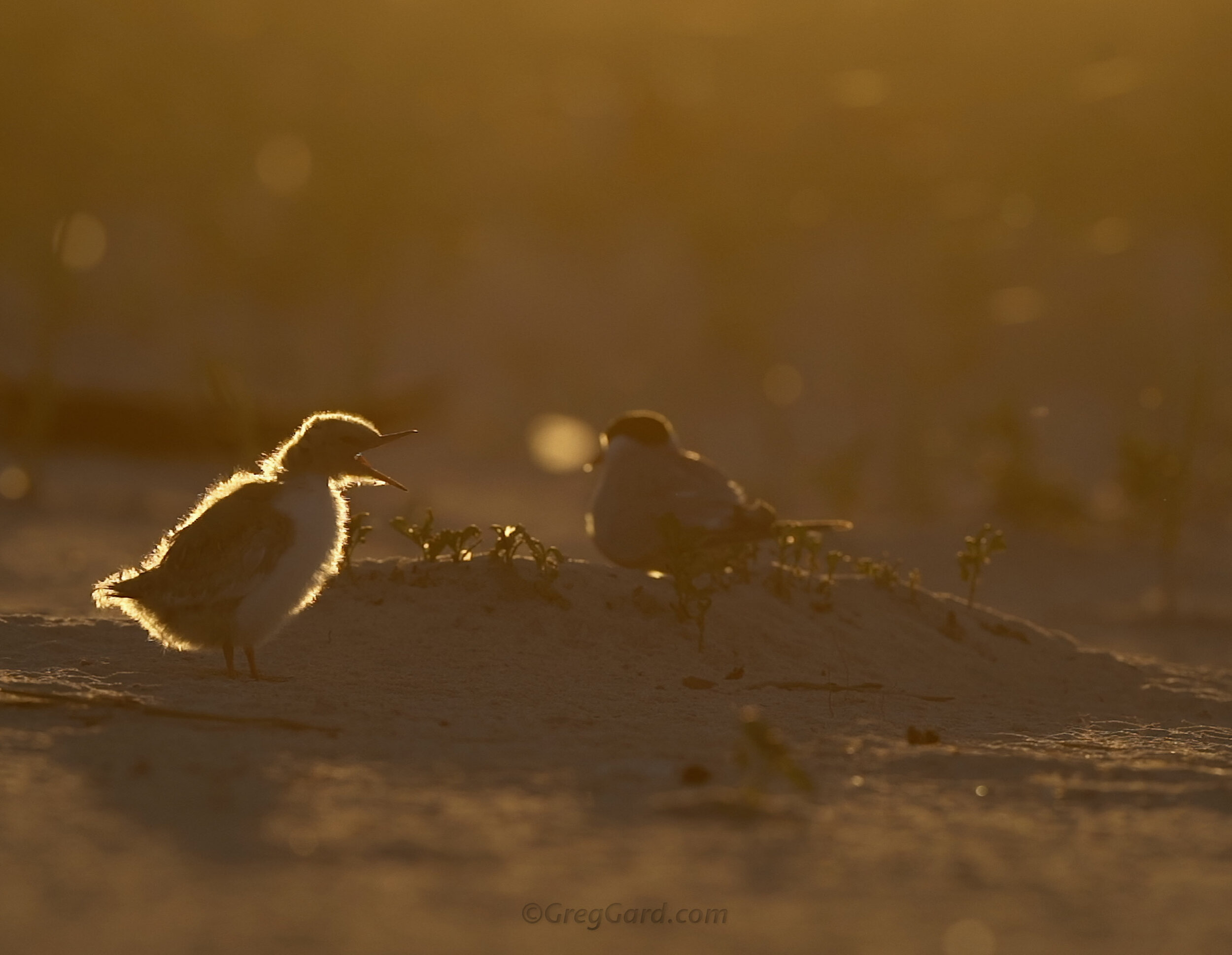 Common Tern Chick - Video - Nickerson Beach, NY