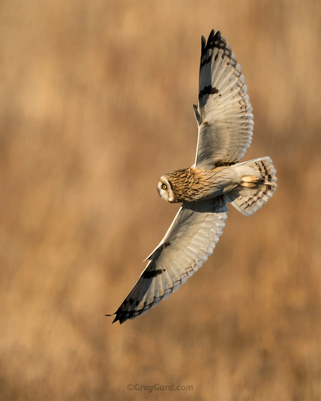 Short-eared Owl hunting - New York