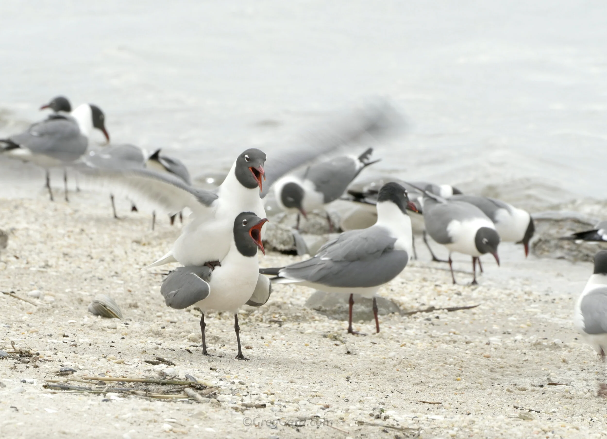 Laughing Gulls mating - video - Cape May, NJ
