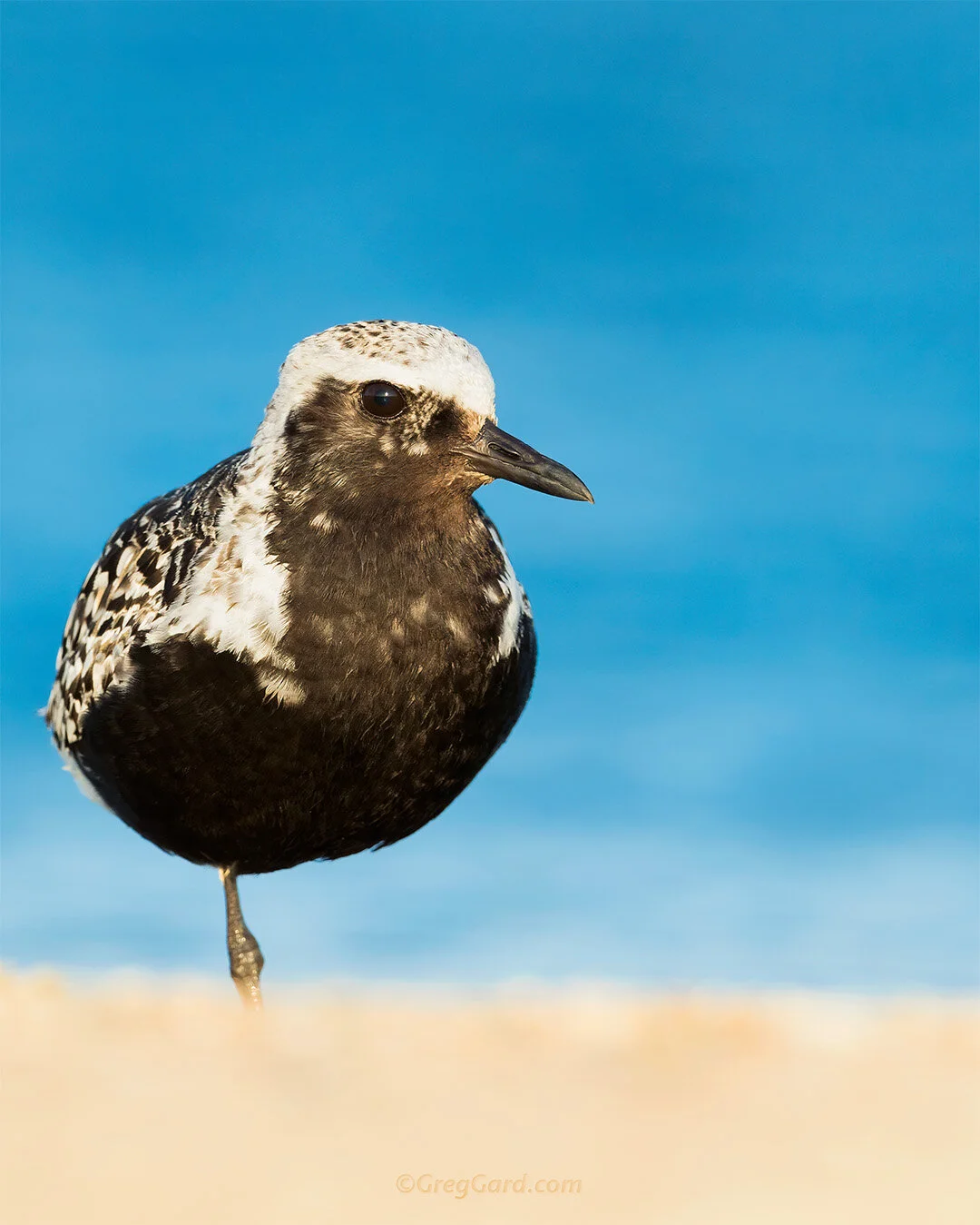 Black-bellied Plover - East Coast, USA