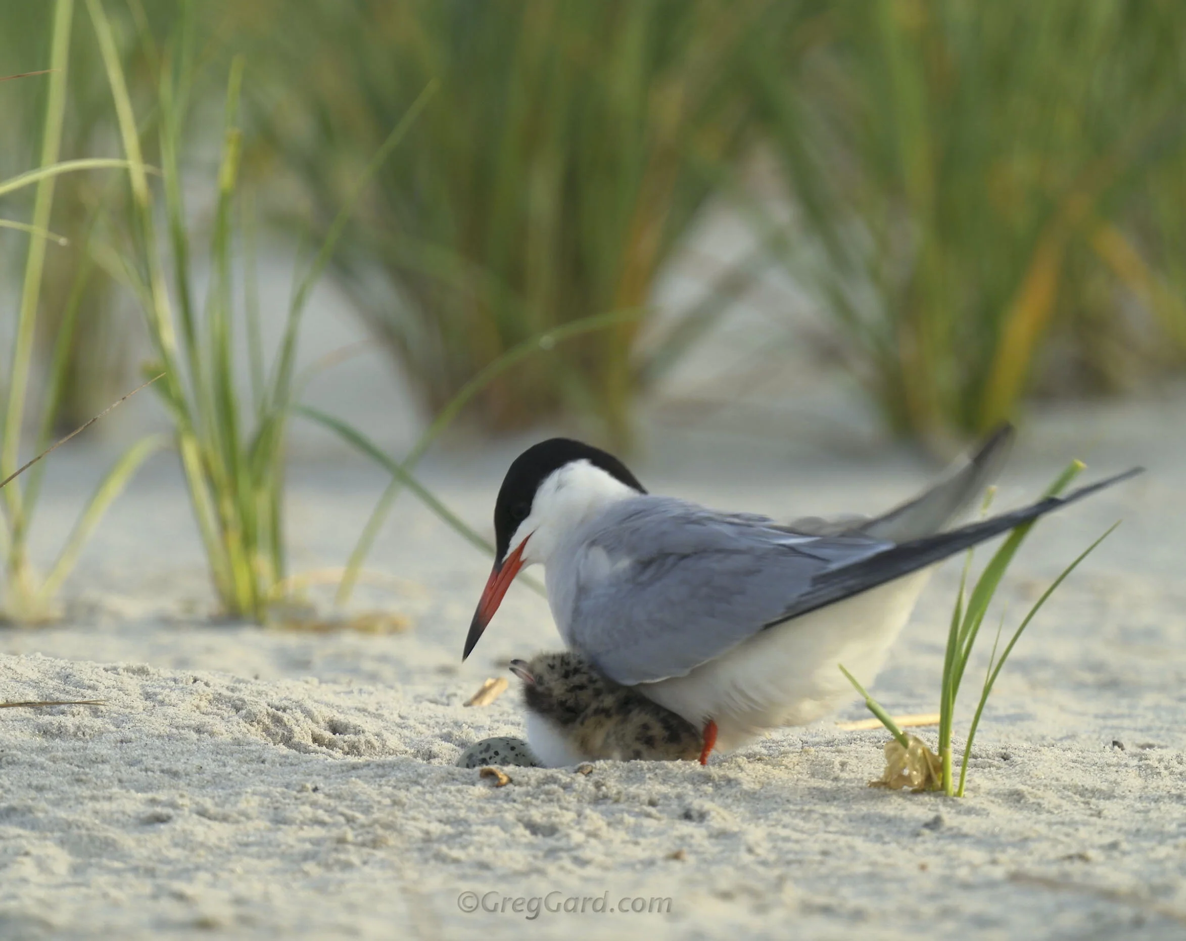 Common Tern nest - Video - Nickerson Beach, NY
