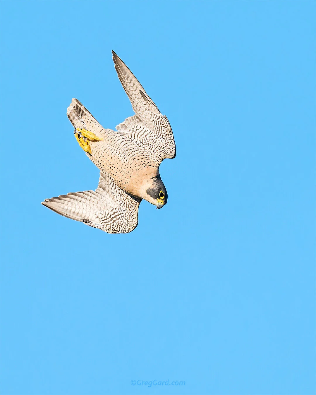 Peregrine Falcon in-flight - New Jersey