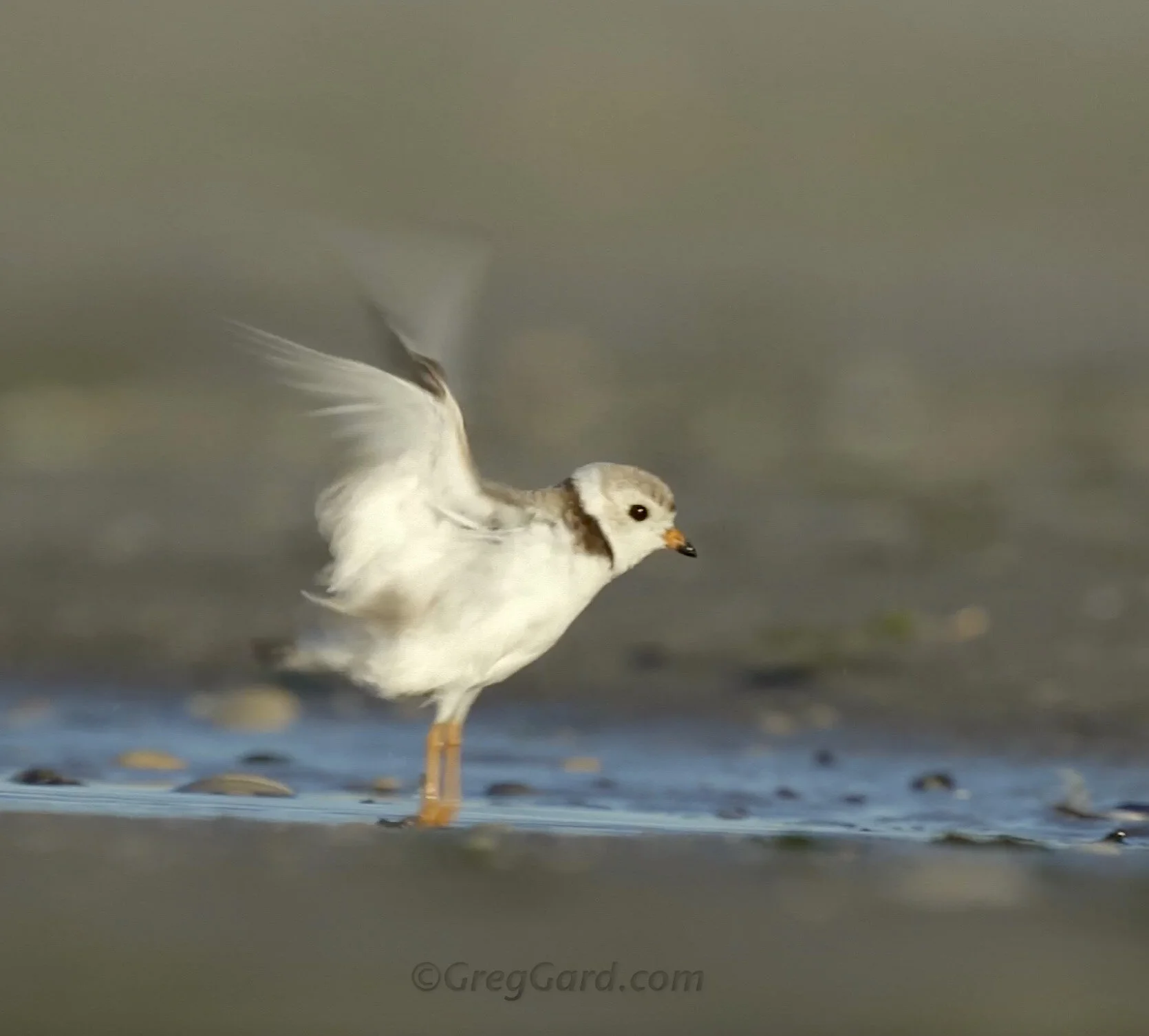 Piping Plover bathing - Video - New Jersey