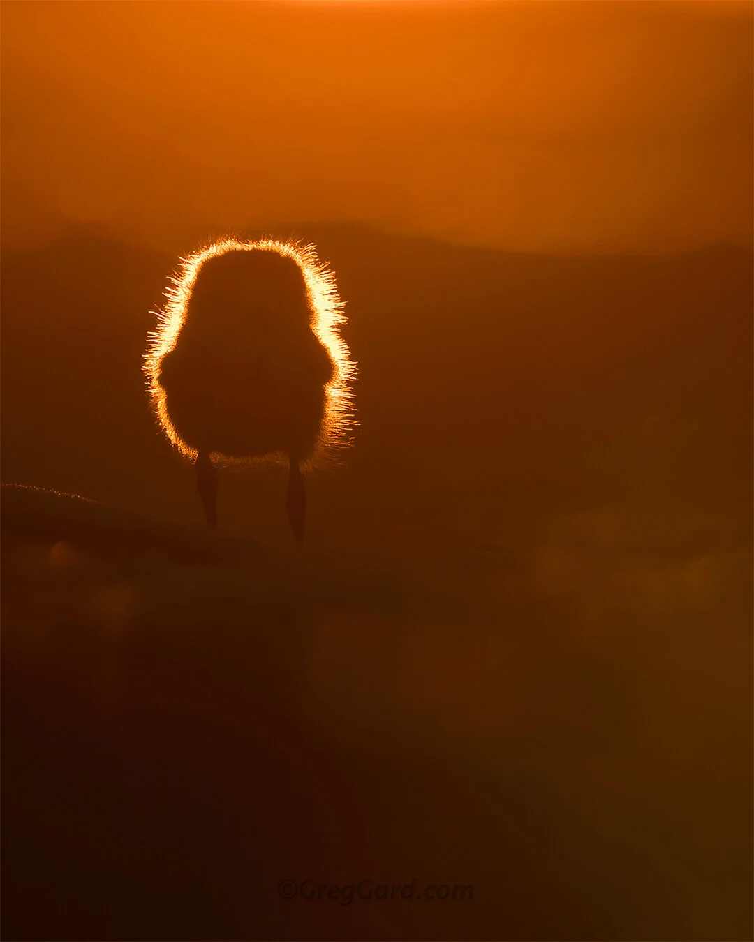 Piping Plover chick silhouette - New Jersey