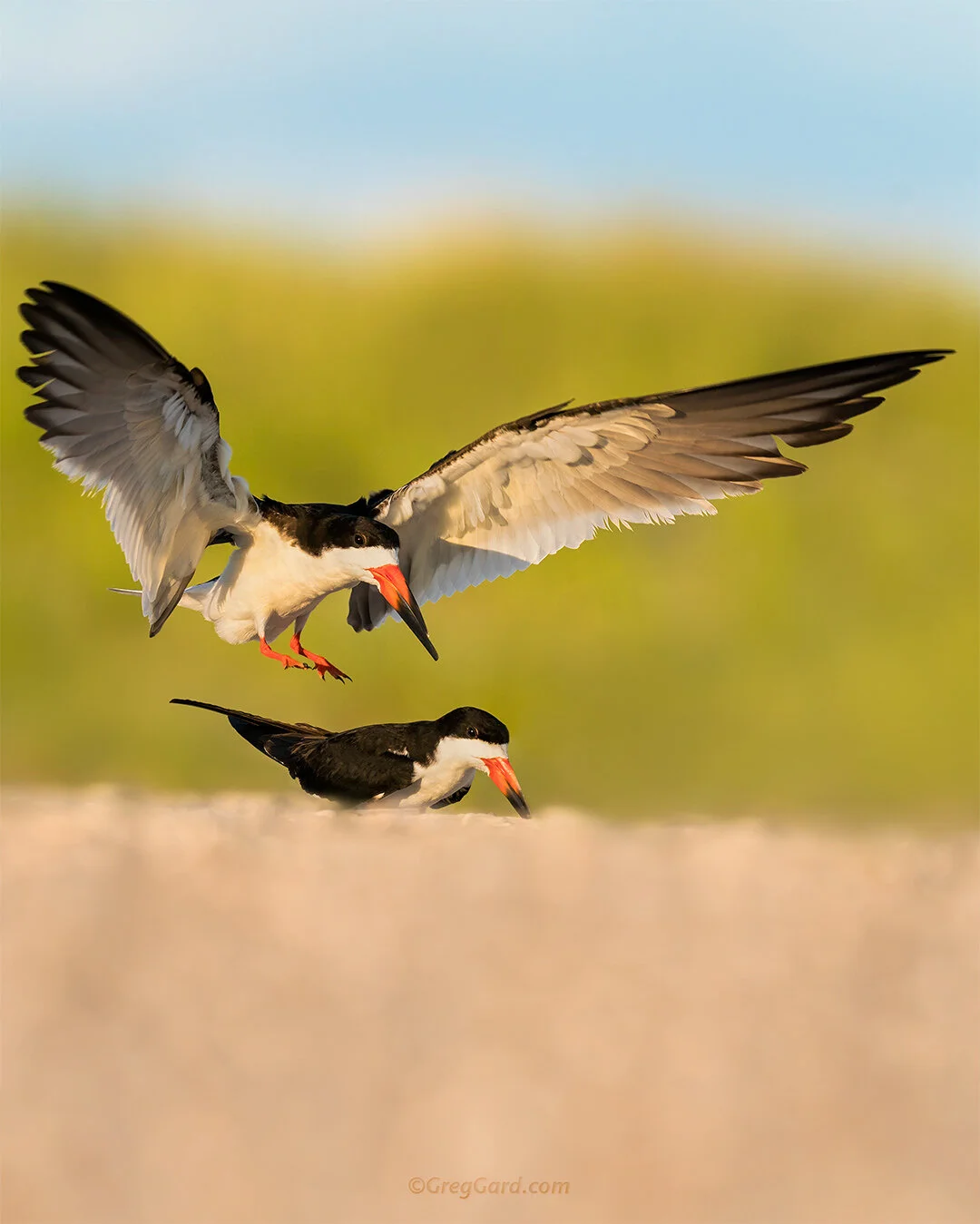 Mating Black Skimmers - Nickerson Beach, NY