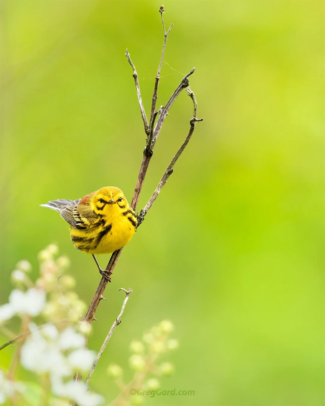 Prairie Warbler - New Jersey