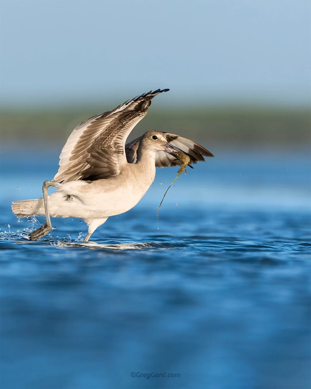 Willet - Southwest Florida