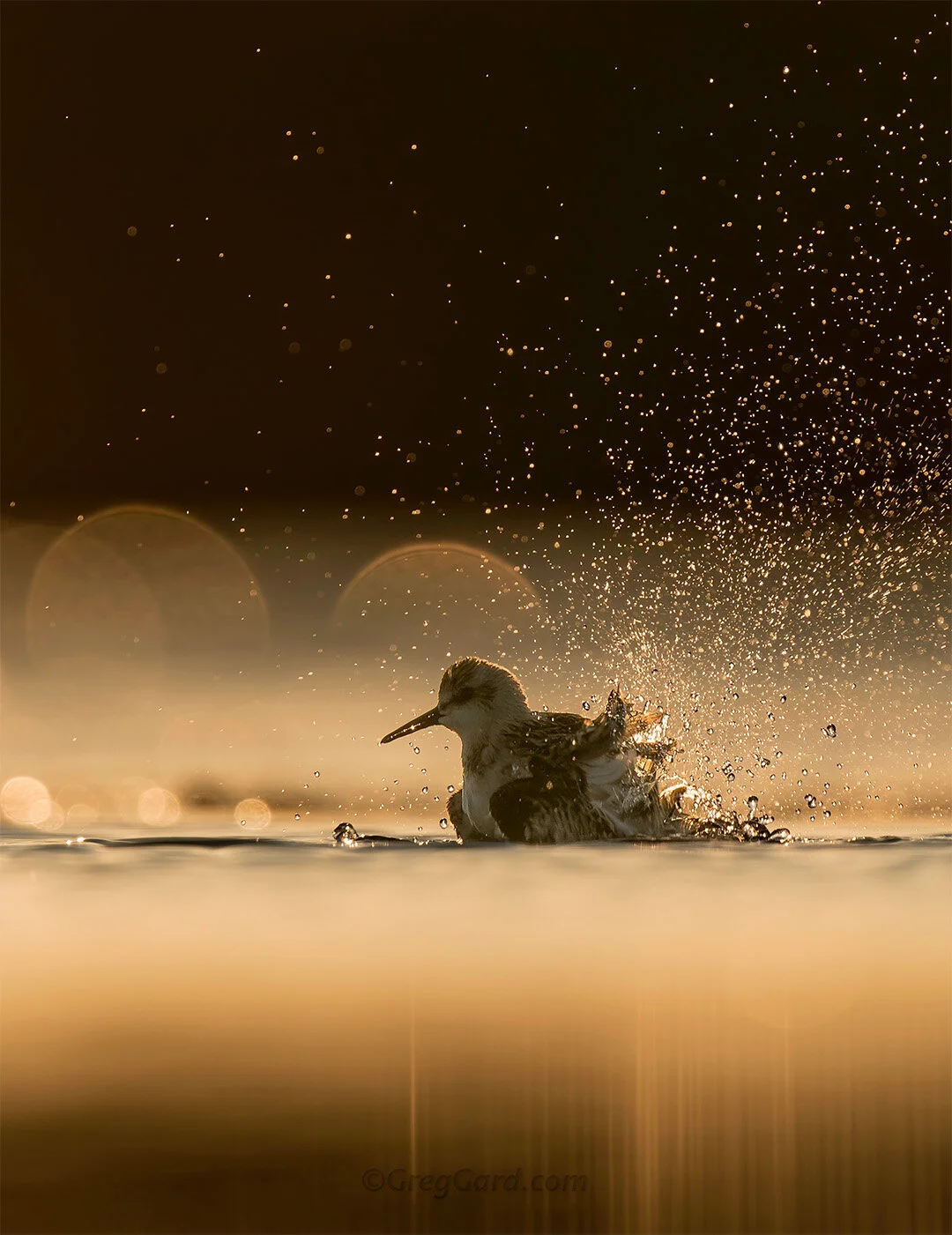 Sanderling bathing - East Coast, USA