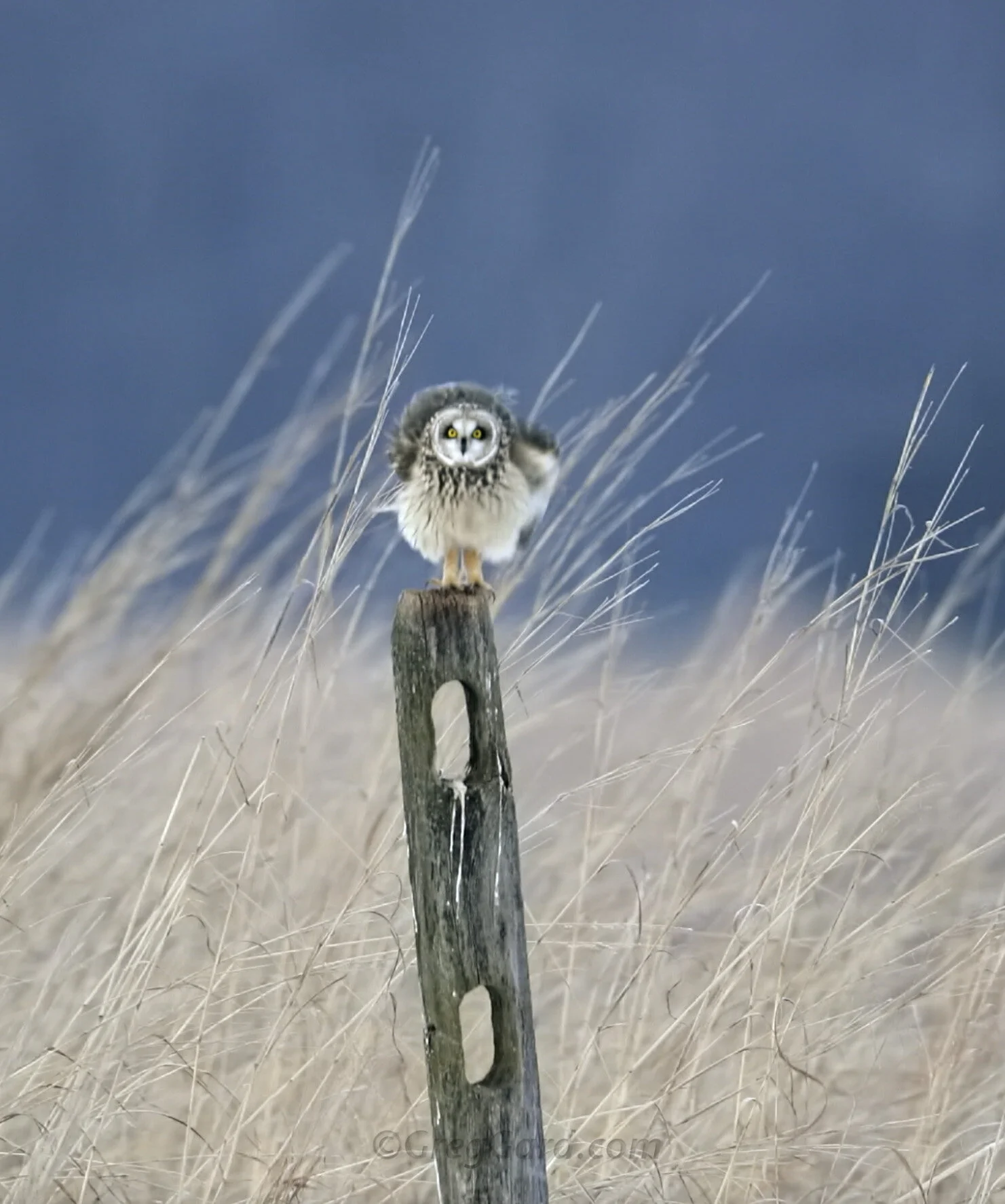 Short-eared Owl shaking - video - New York