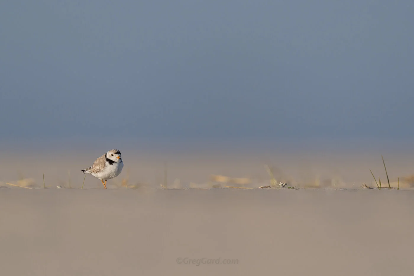Photography tip - Low-angle photography