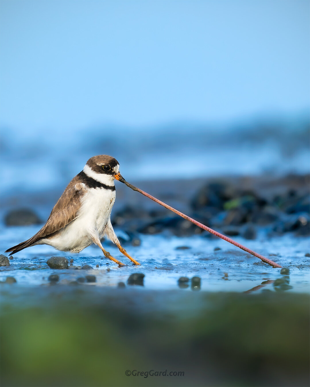 Semipalmated Plover - East Coast, USA