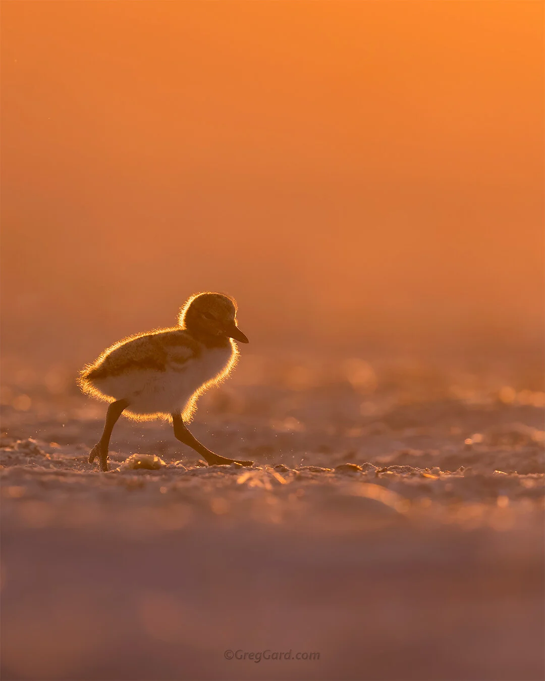 American Oystercatcher chick - Nickerson Beach, NY