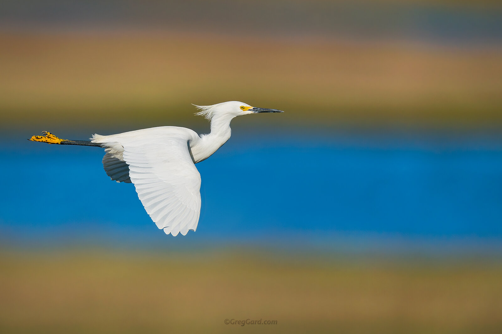 Adult Snowy Egret ( Egretta thula ) in-flight - New Jersey