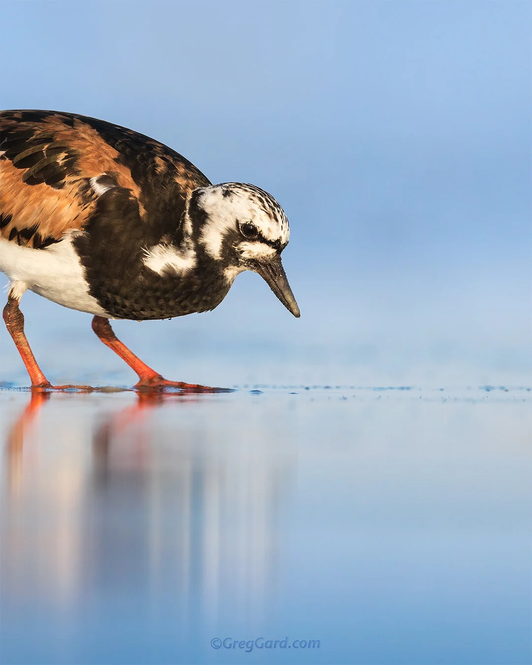 Ruddy Turnstone - East Coast, USA