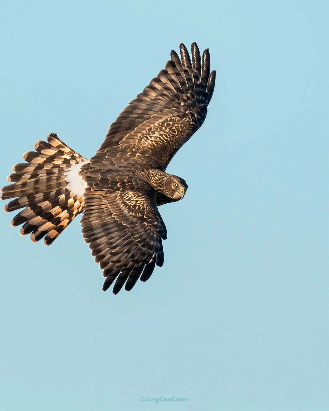 Northern Harrier - New York