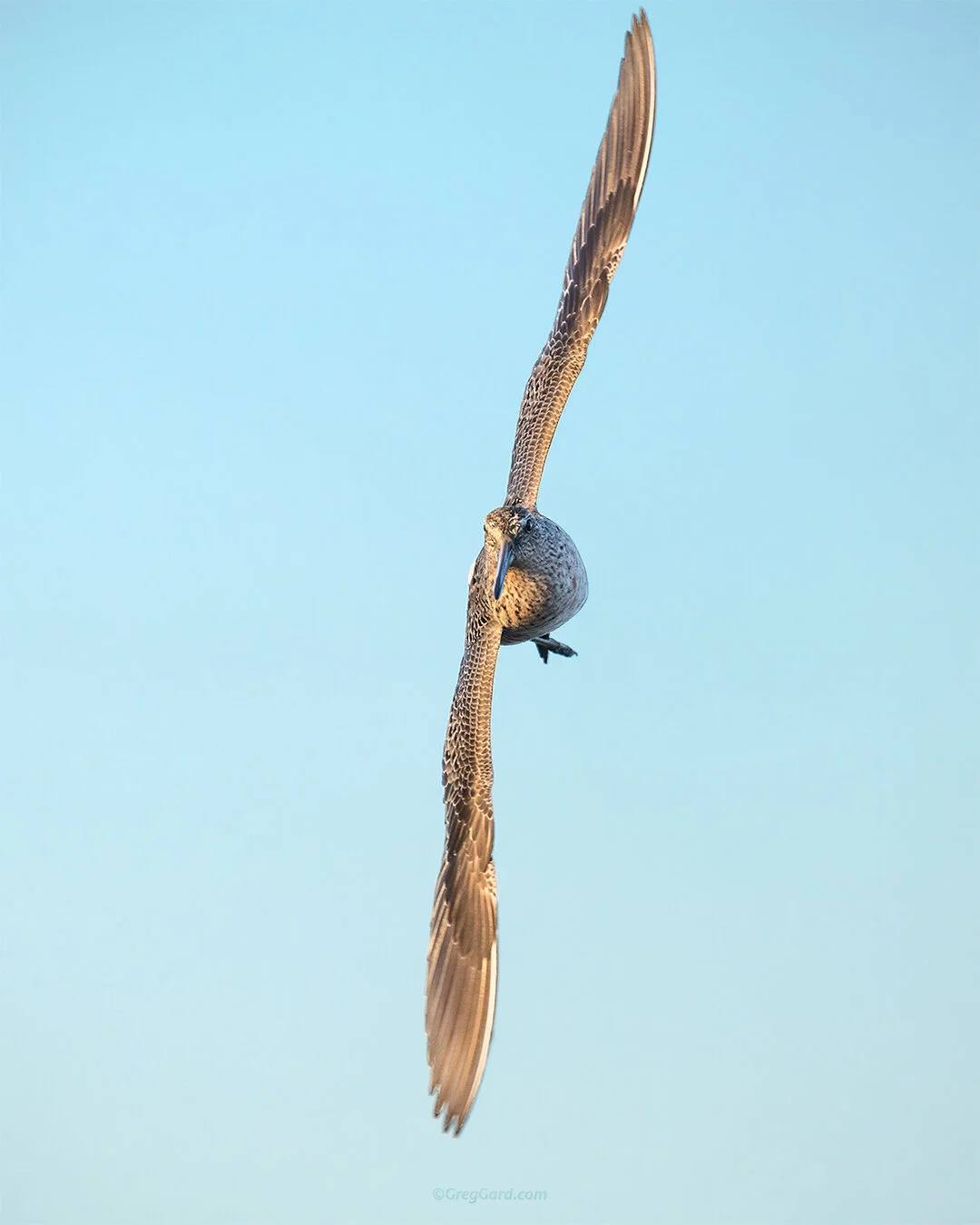 Short-billed Dowitcher - New Jersey