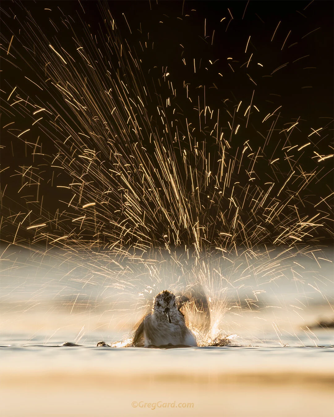 Sanderling bathing - East Coast, USA