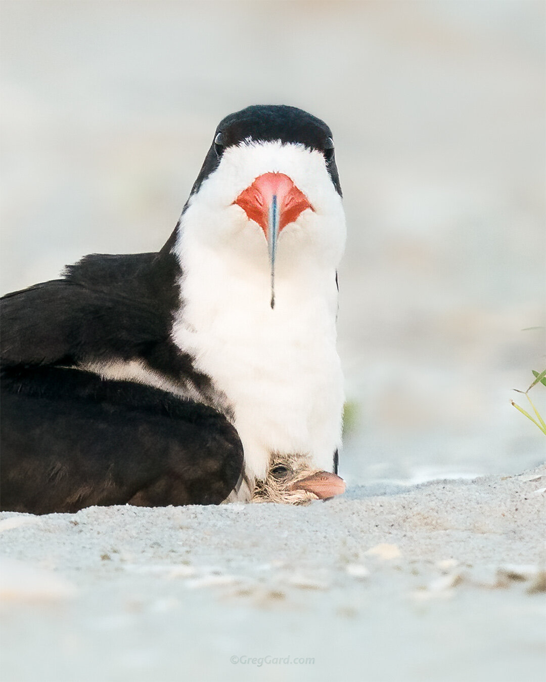 Black Skimmer nest - Nickerson Beach, NY