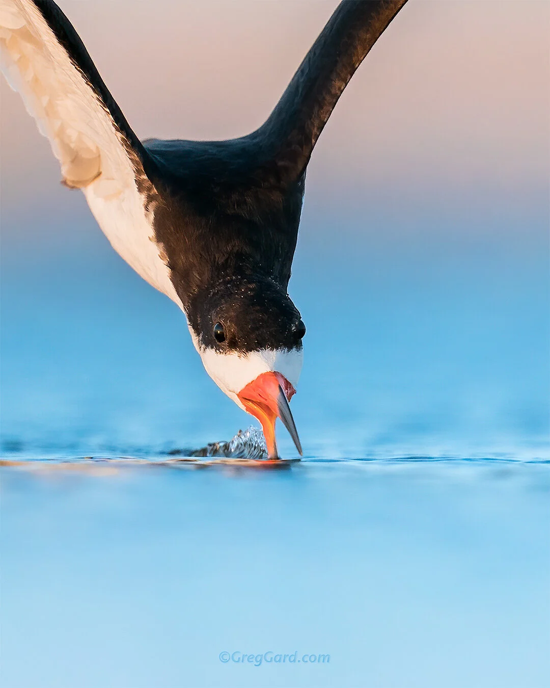 Black Skimmer skimming - Nickerson Beach, NY