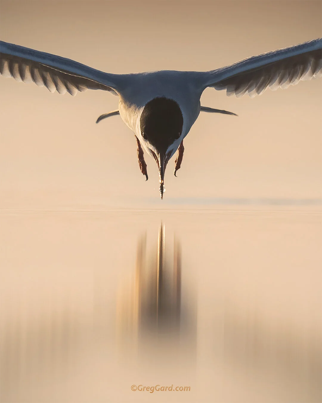 Common Tern fishing - Nickerson Beach, NY