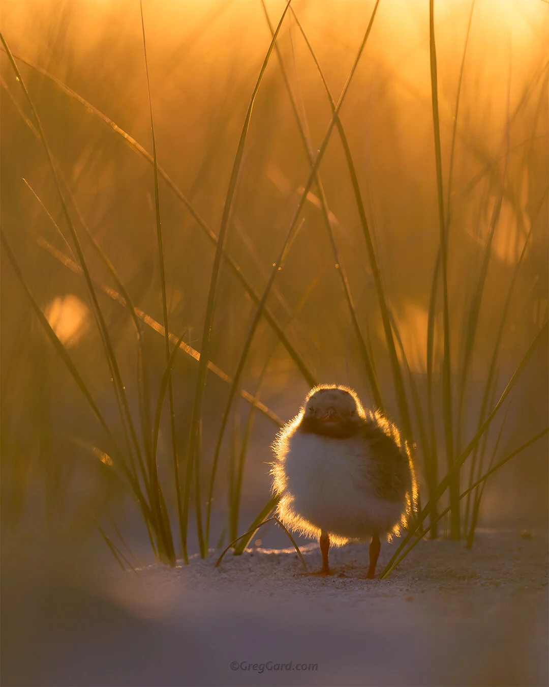Common Tern chick - Nickerson Beach, NY
