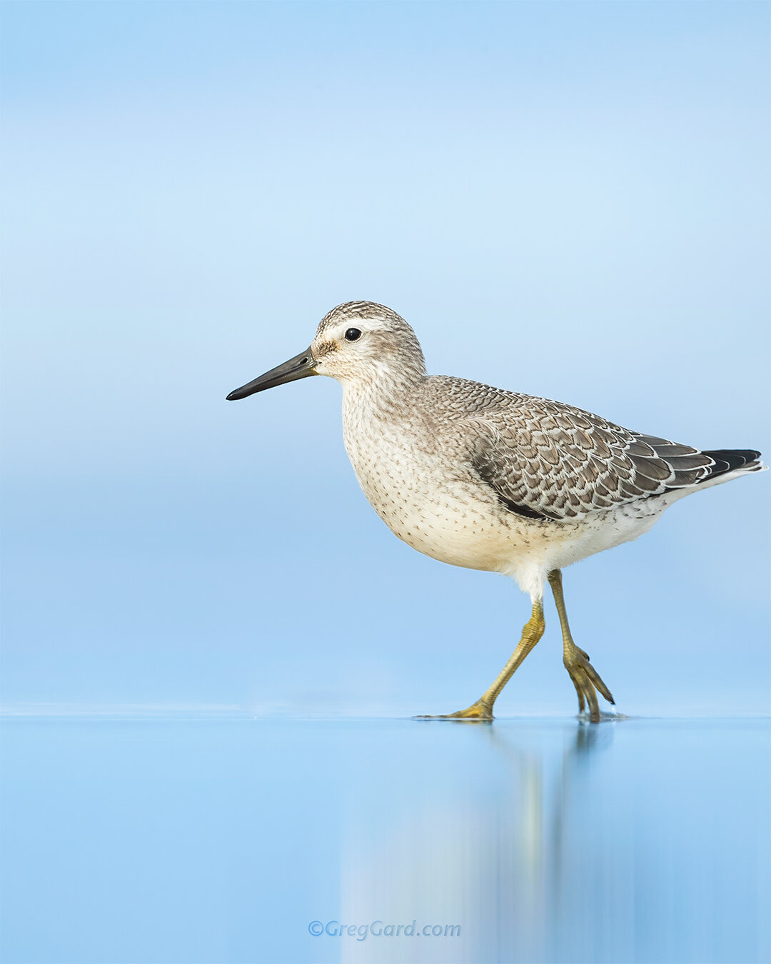Young Red Knot - East Coast, USA