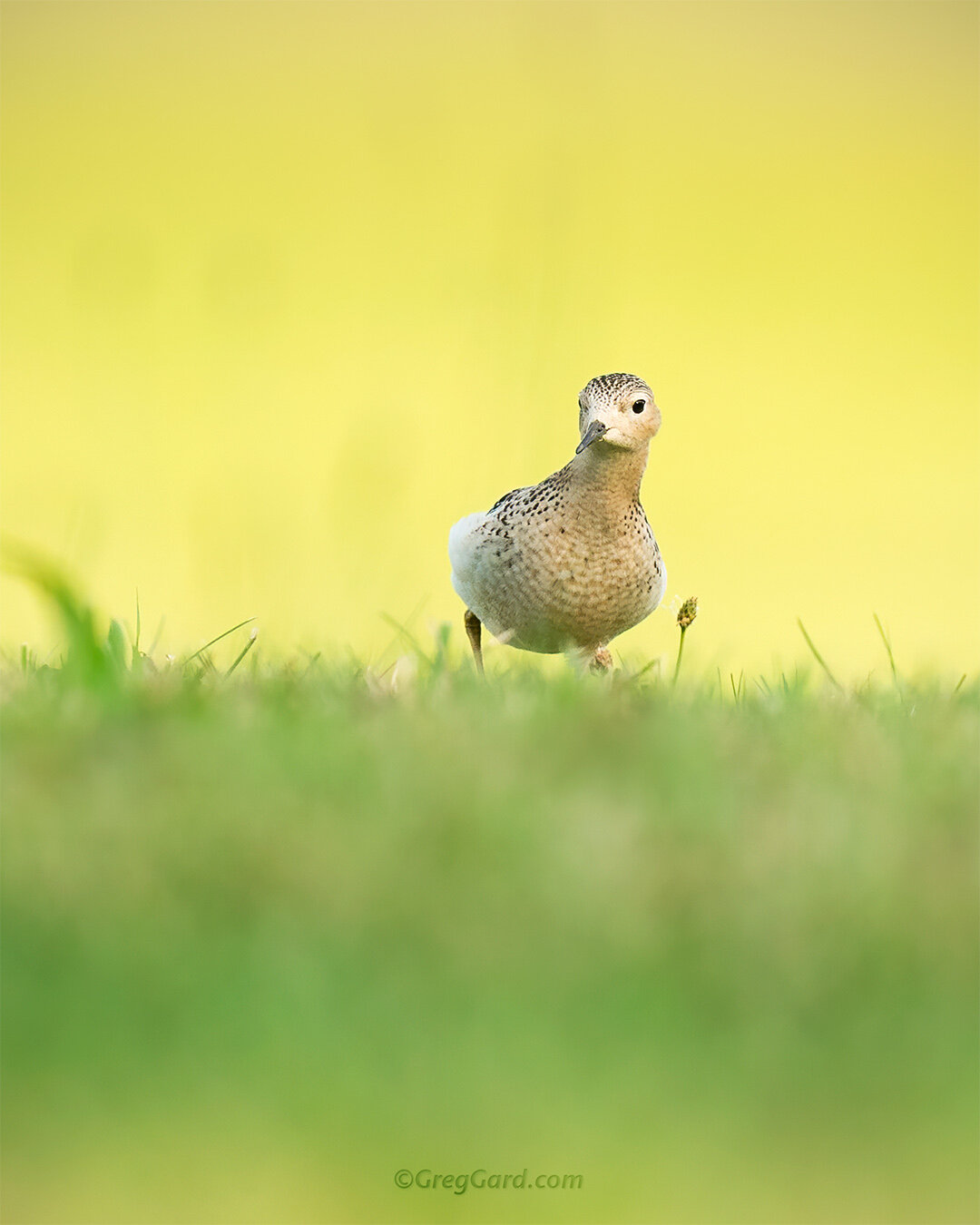 Buff-breasted Sandpiper - East Coast, USA