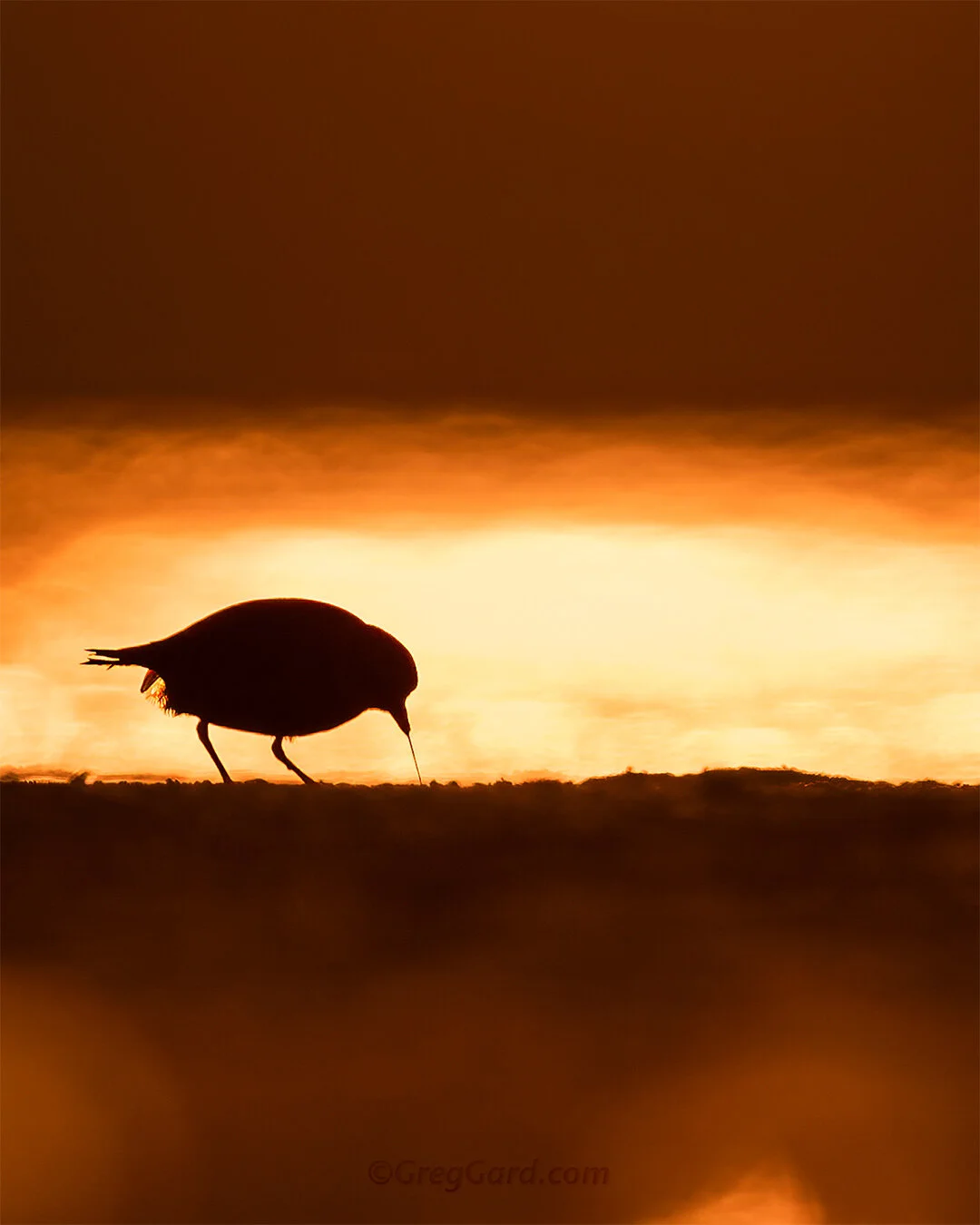 Semipalmated Plover with a worm - East Coast, USA
