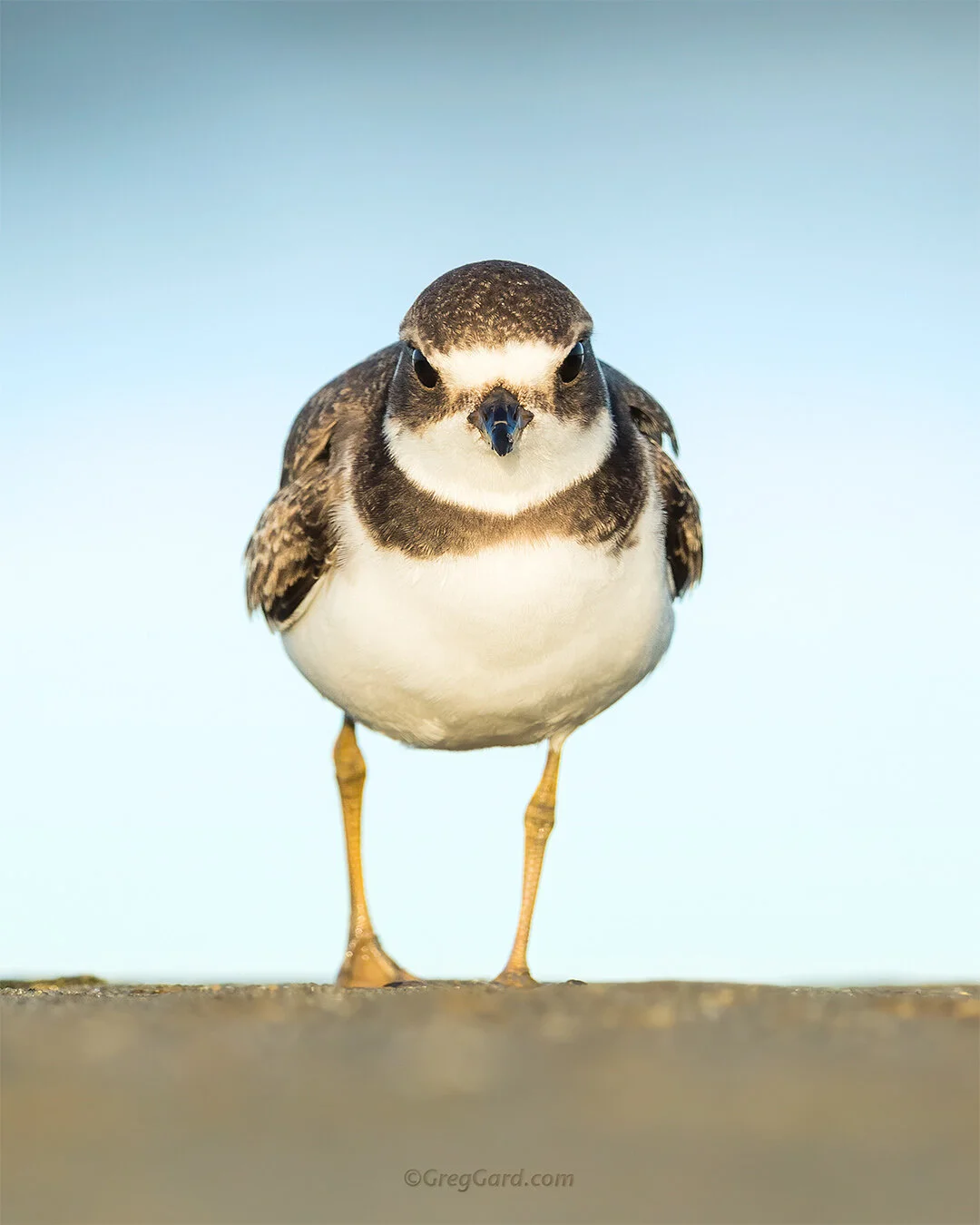 Juvenile Semipalmated Plover - East Coast, USA