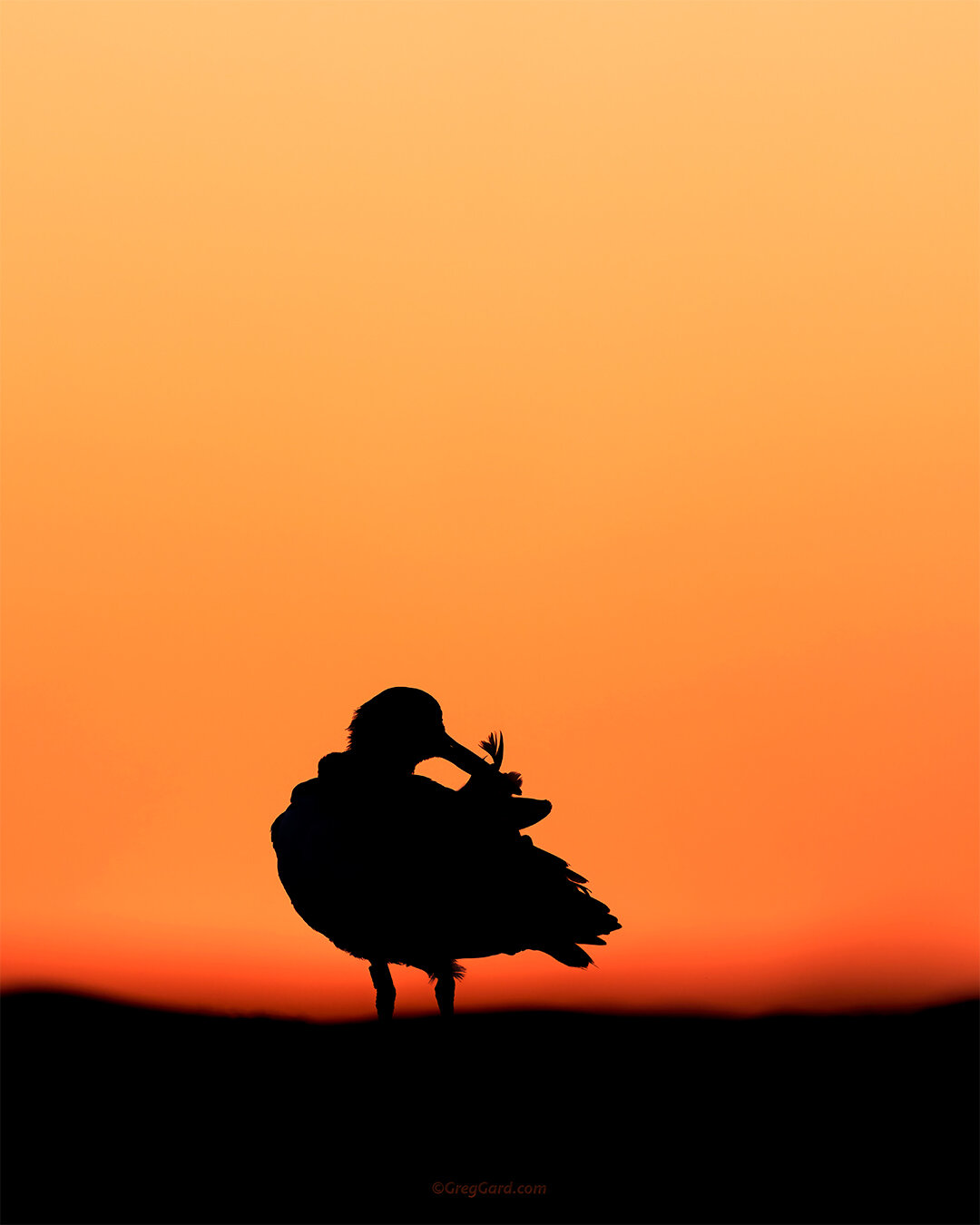 American Oystercatcher preening - Nickerson Beach, NY
