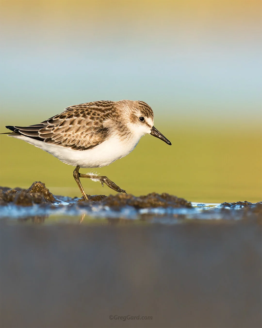 Semipalmated Sandpiper - East Coast, USA