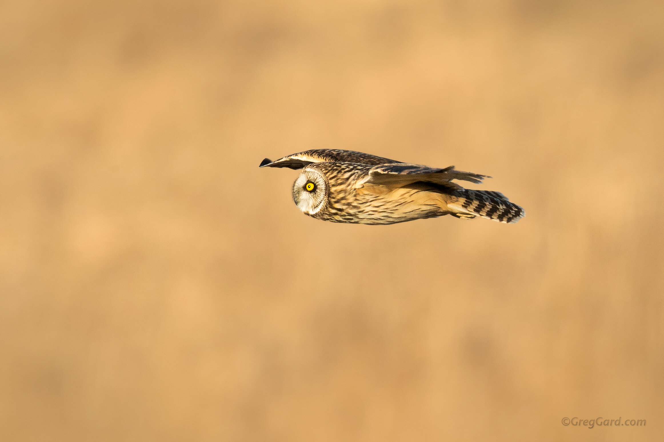 MEET THE OWLS There is - Saugerties Chamber of Commerce