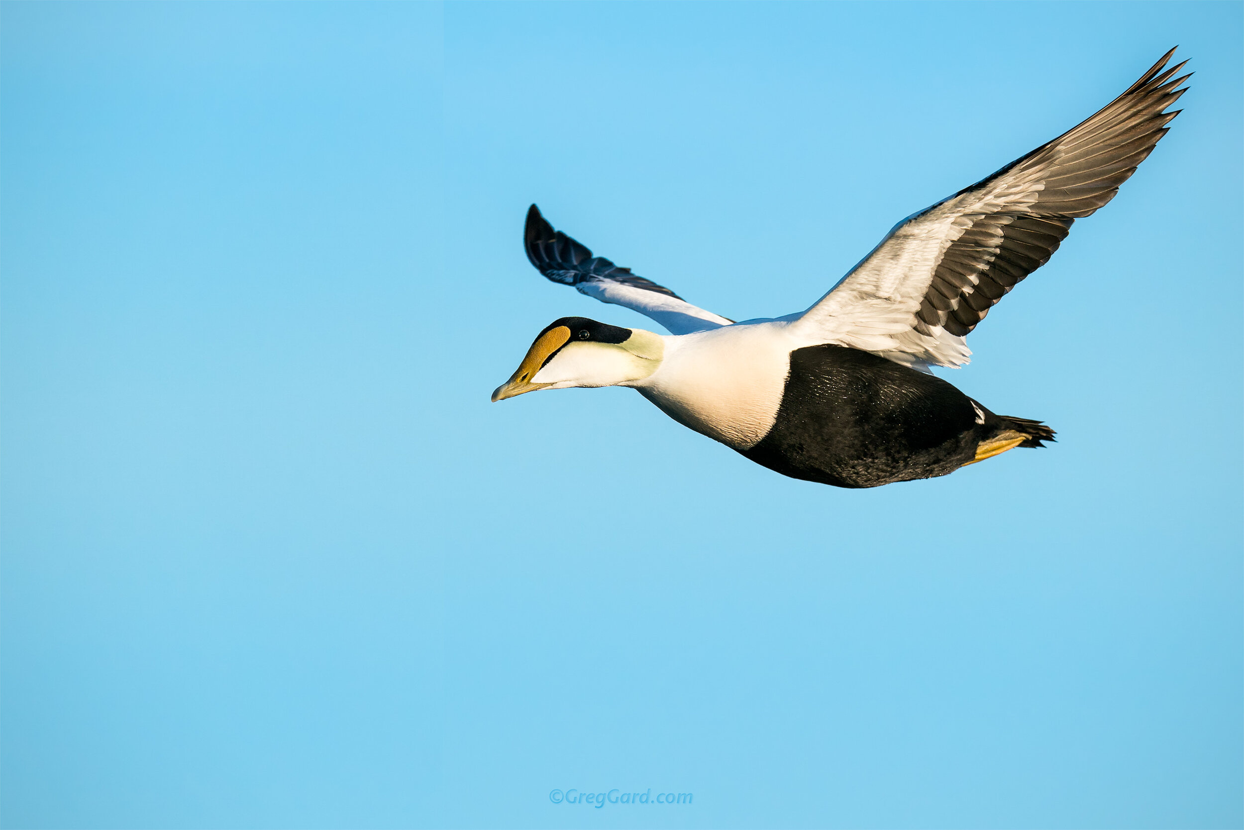 Common Eiders of the New England