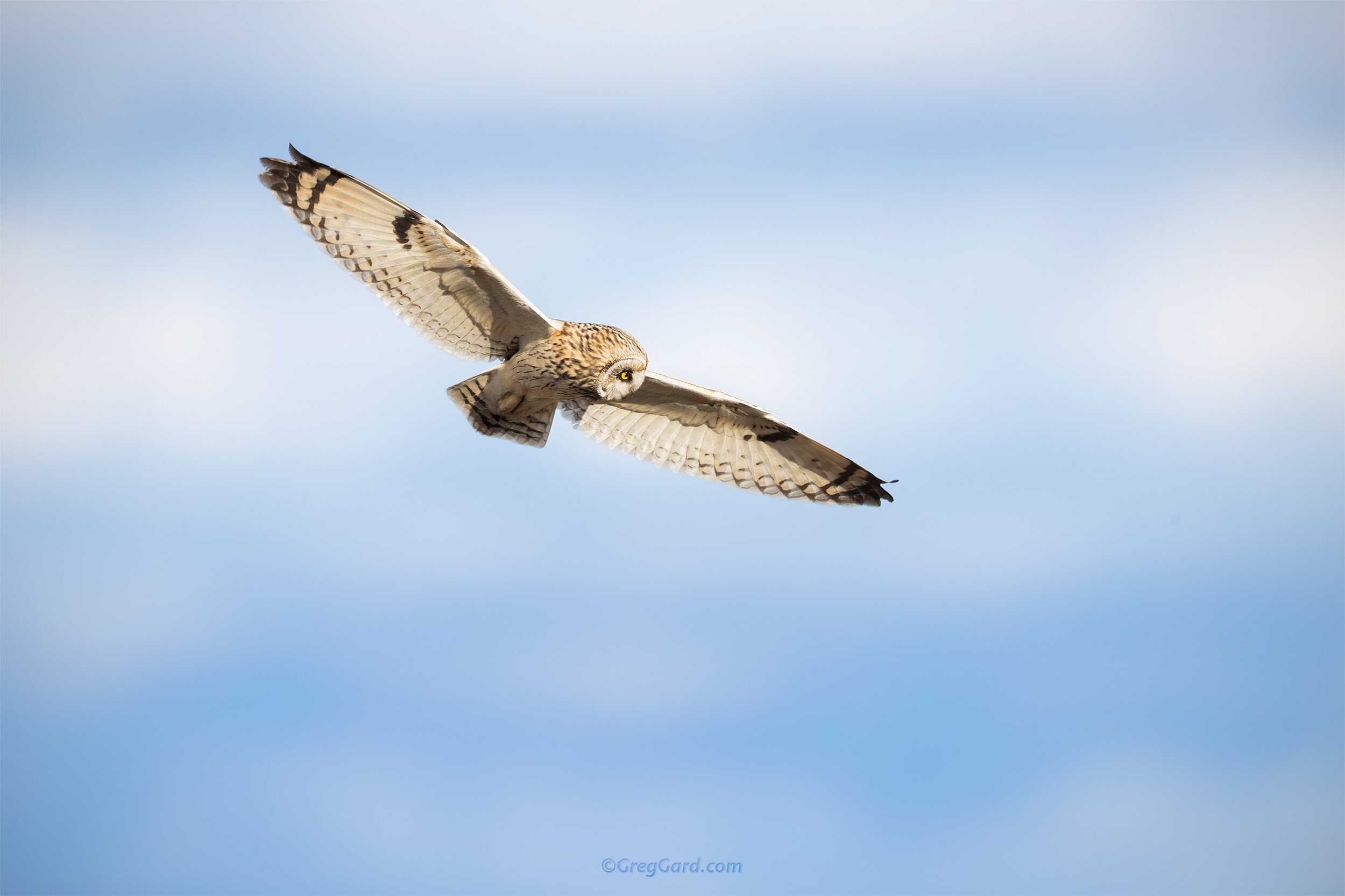 Short-eared Owl