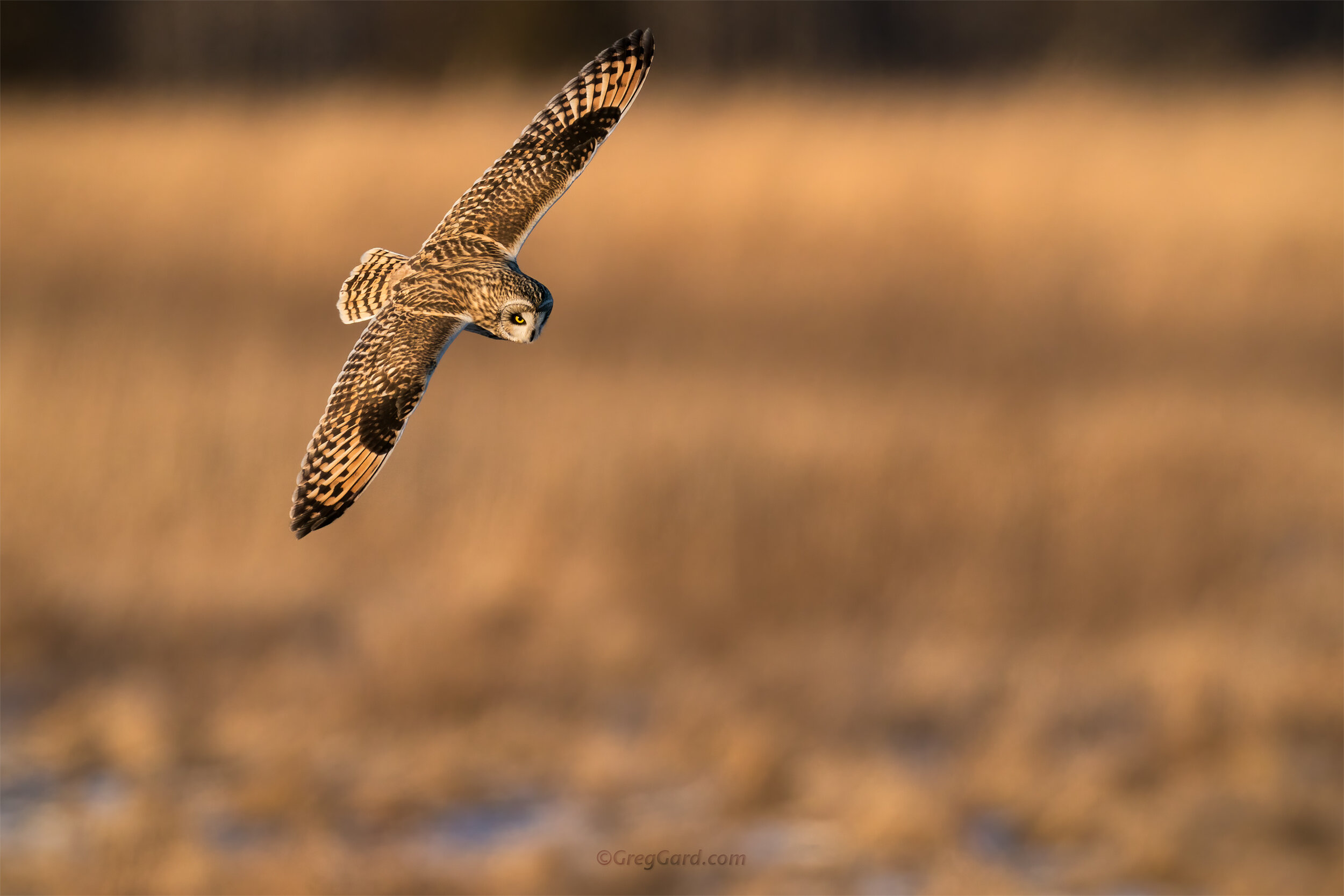 Short-eared Owl