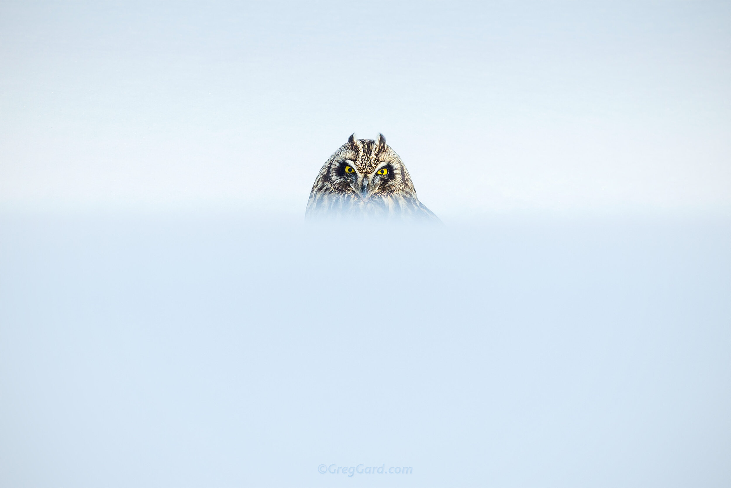 Short-eared Owl