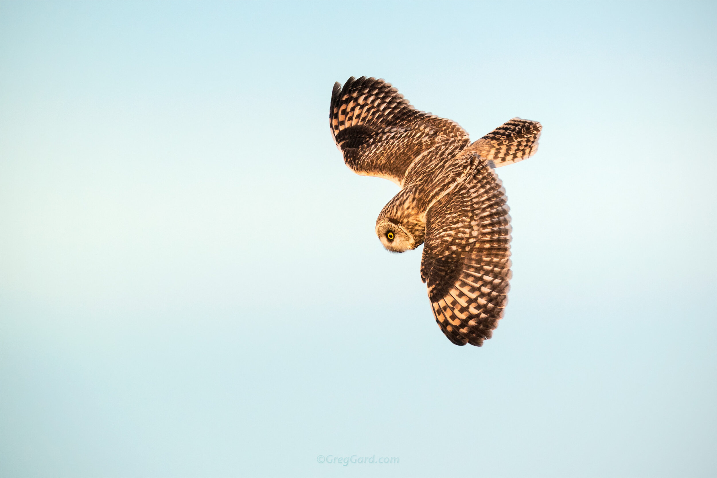 Short-eared Owl