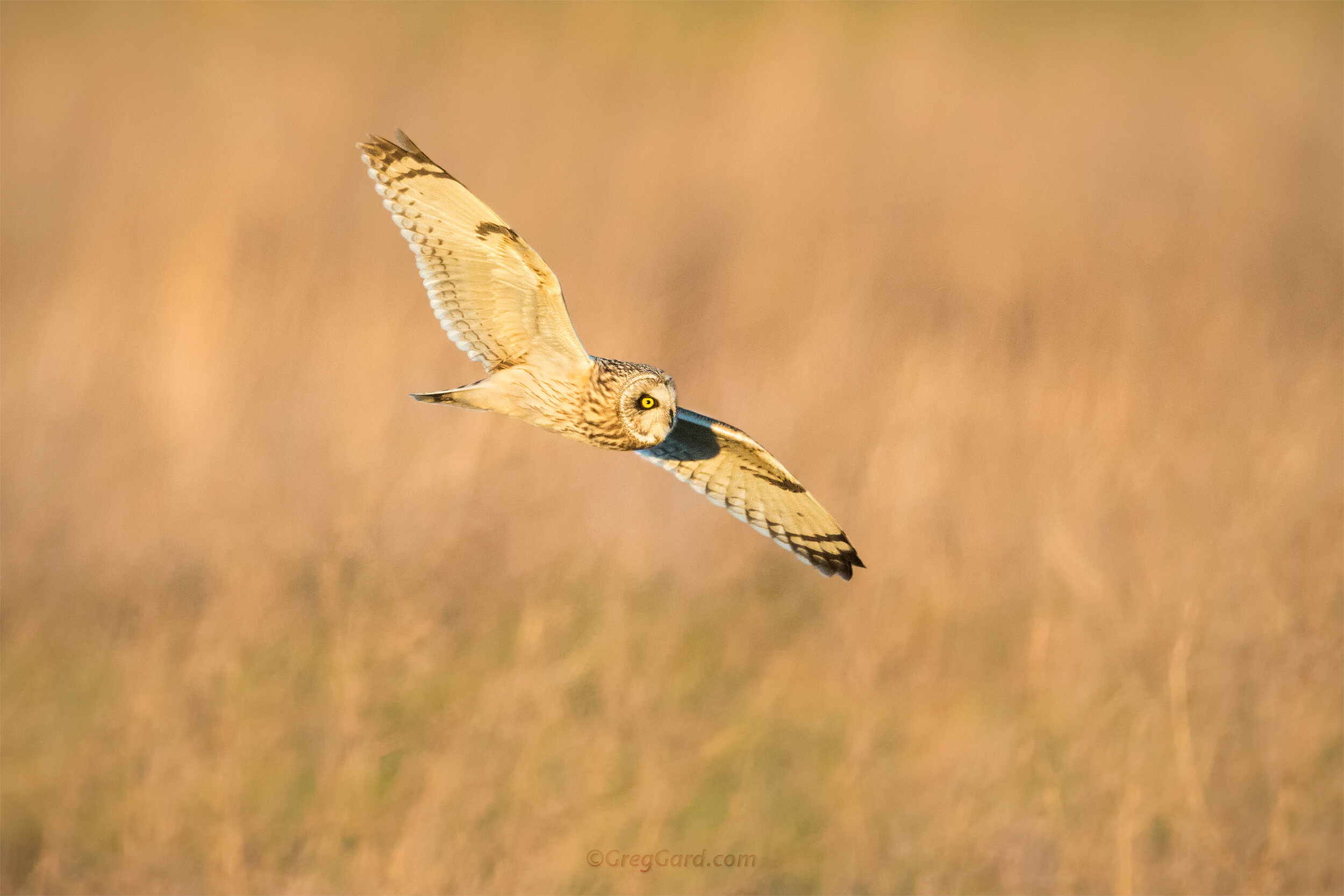 short-eared-owl-flying-ny-bird-photography-greg-gard-7220.jpg