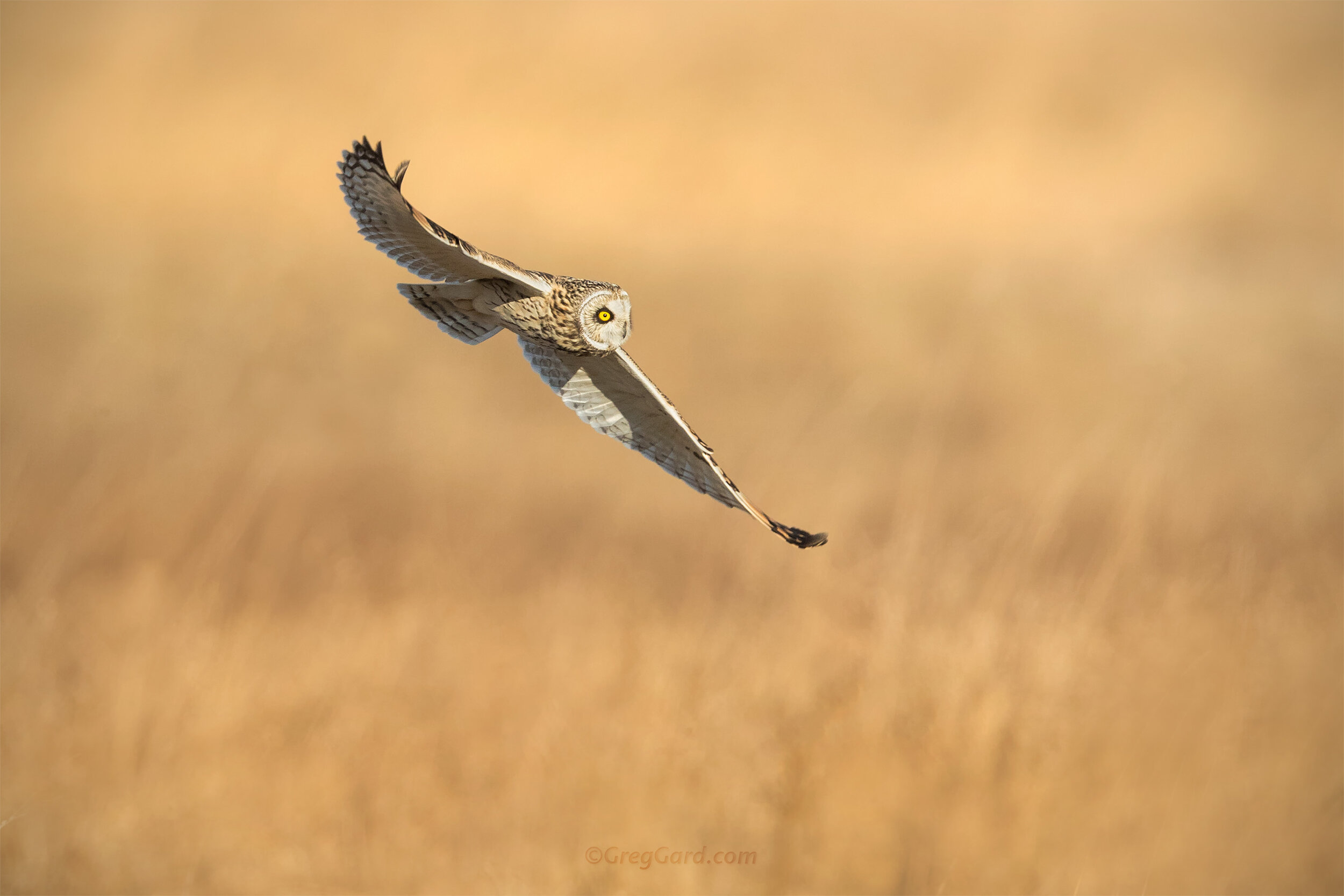 Short-eared Owl