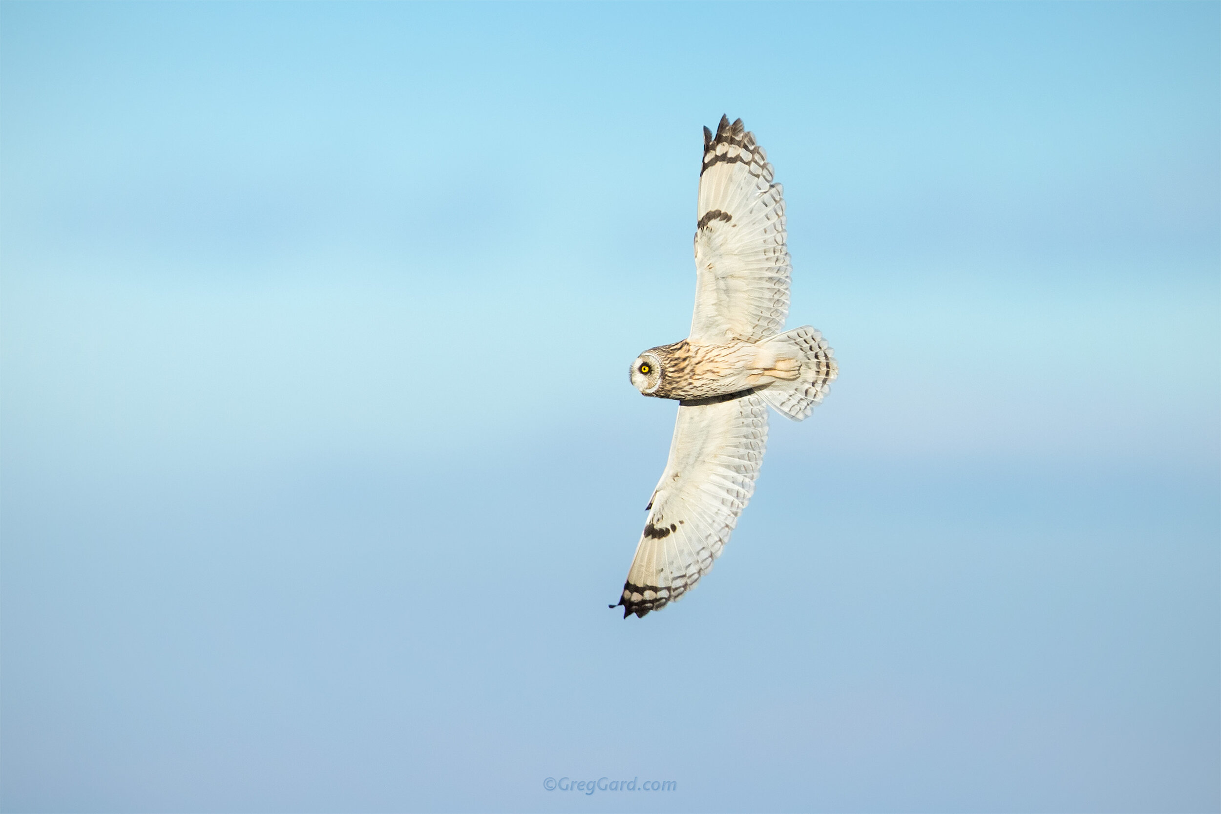 Short-eared Owl 