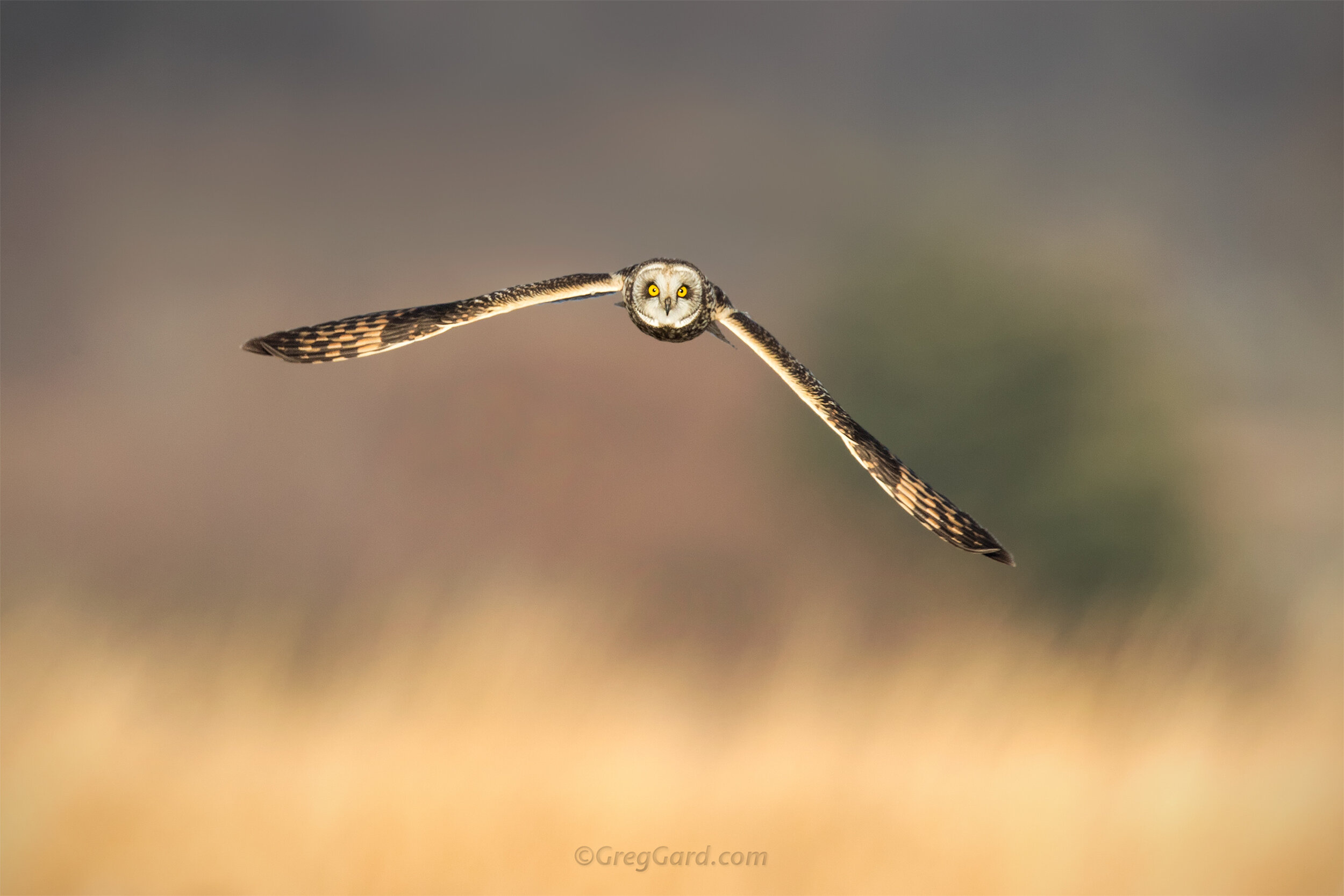 Short-eared Owl