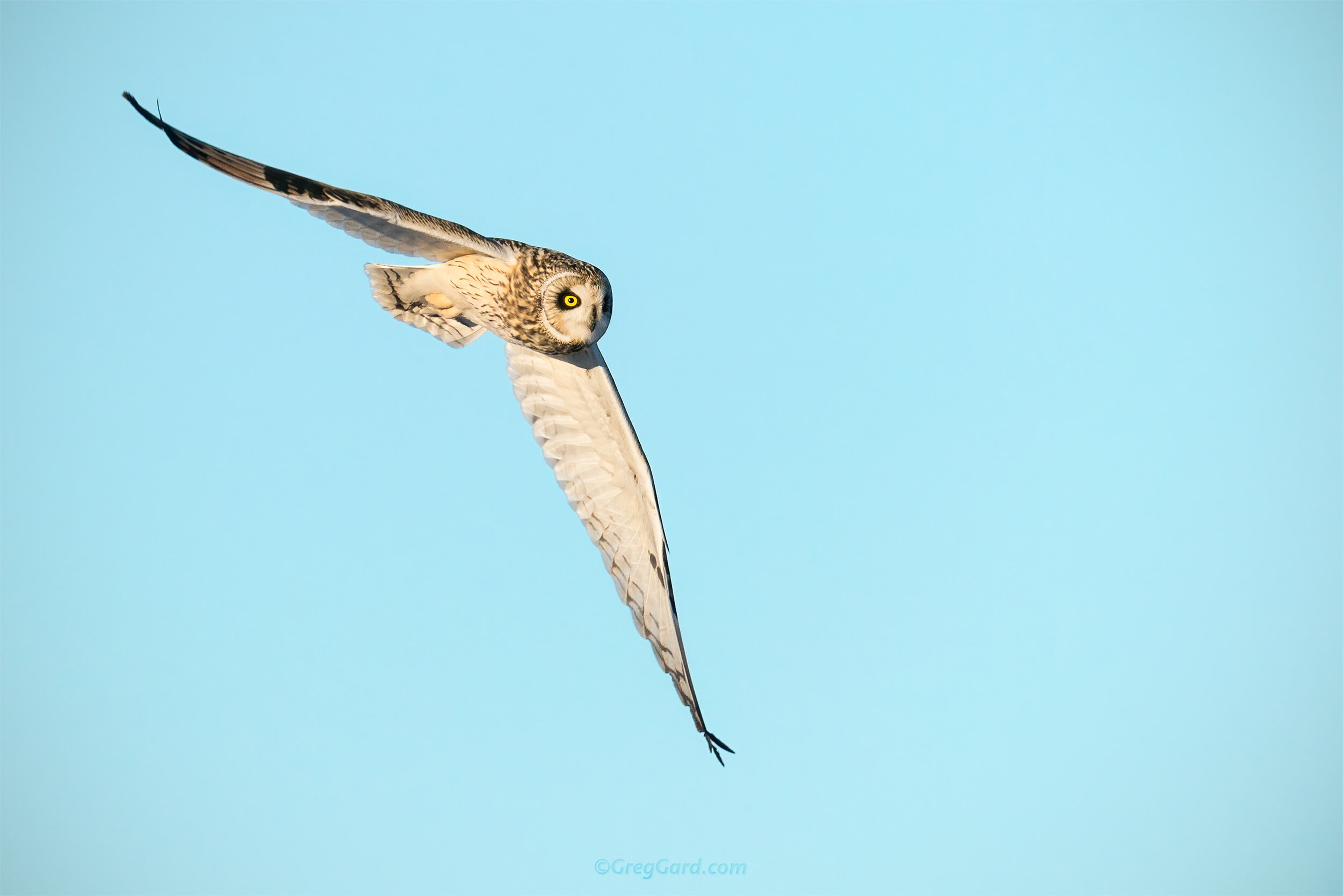 Short-eared Owl in-flight