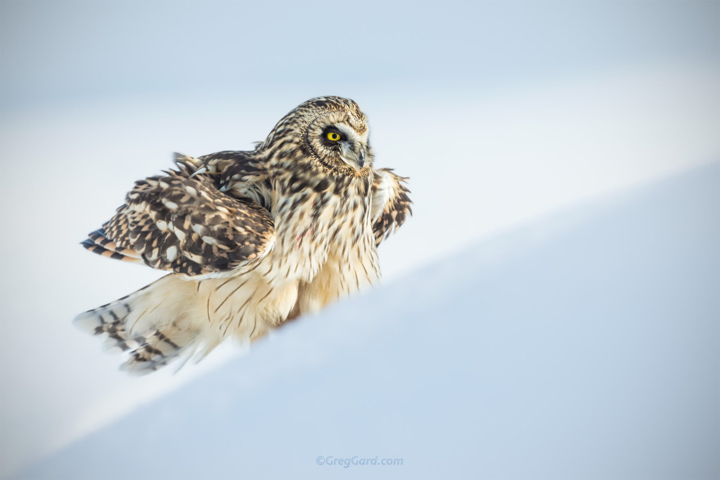 Short-eared Owl