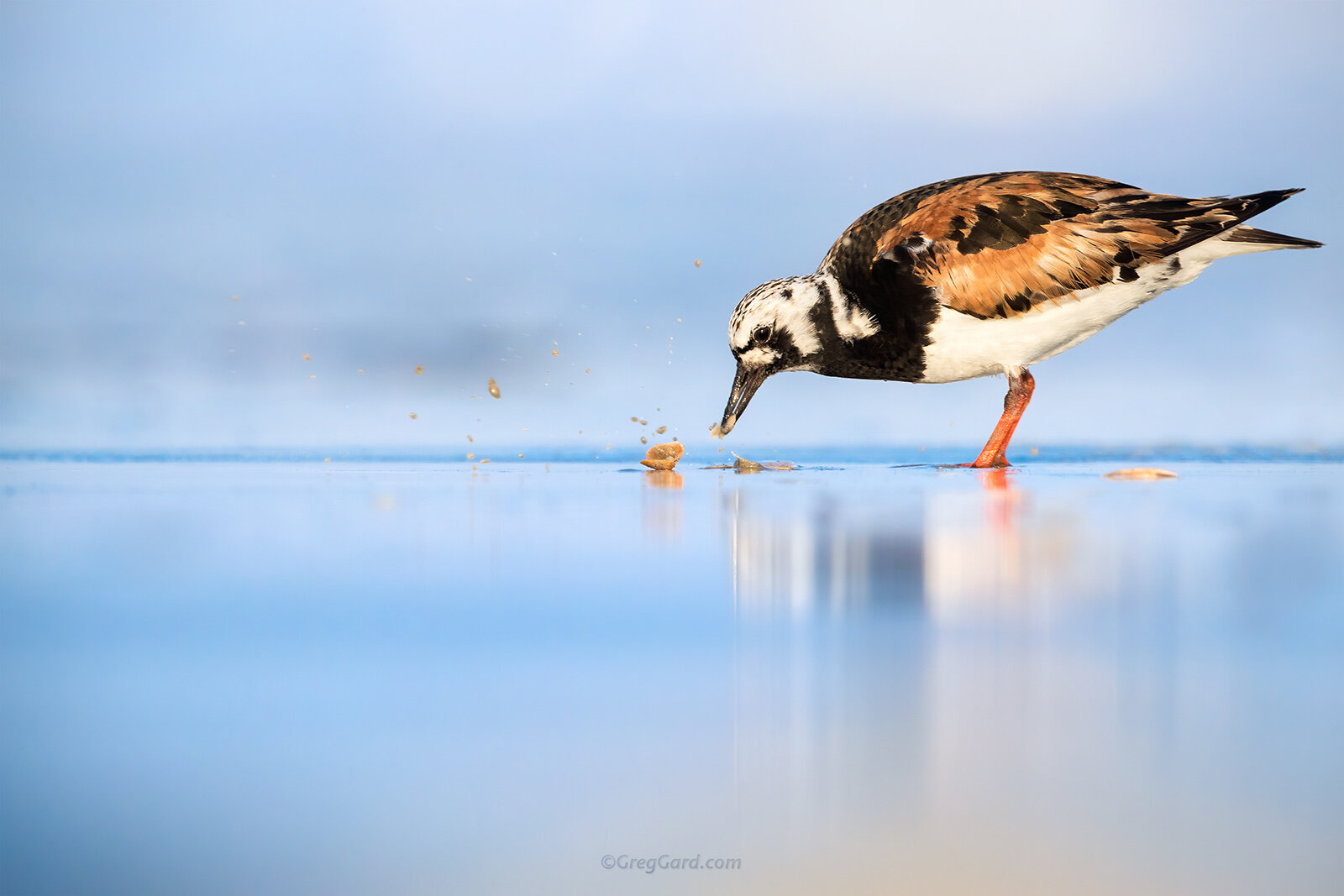 An adult Ruddy Turnstone ( Arenaria interpres ) eating a clam - Tri-state area, East Coast, USA