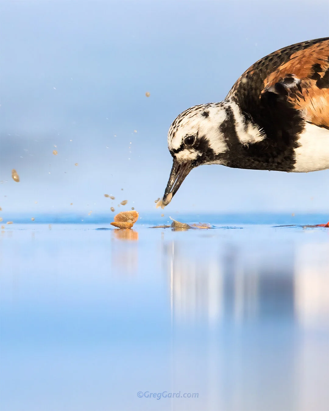 Ruddy Turnstone eating a clam - East Coast, USA