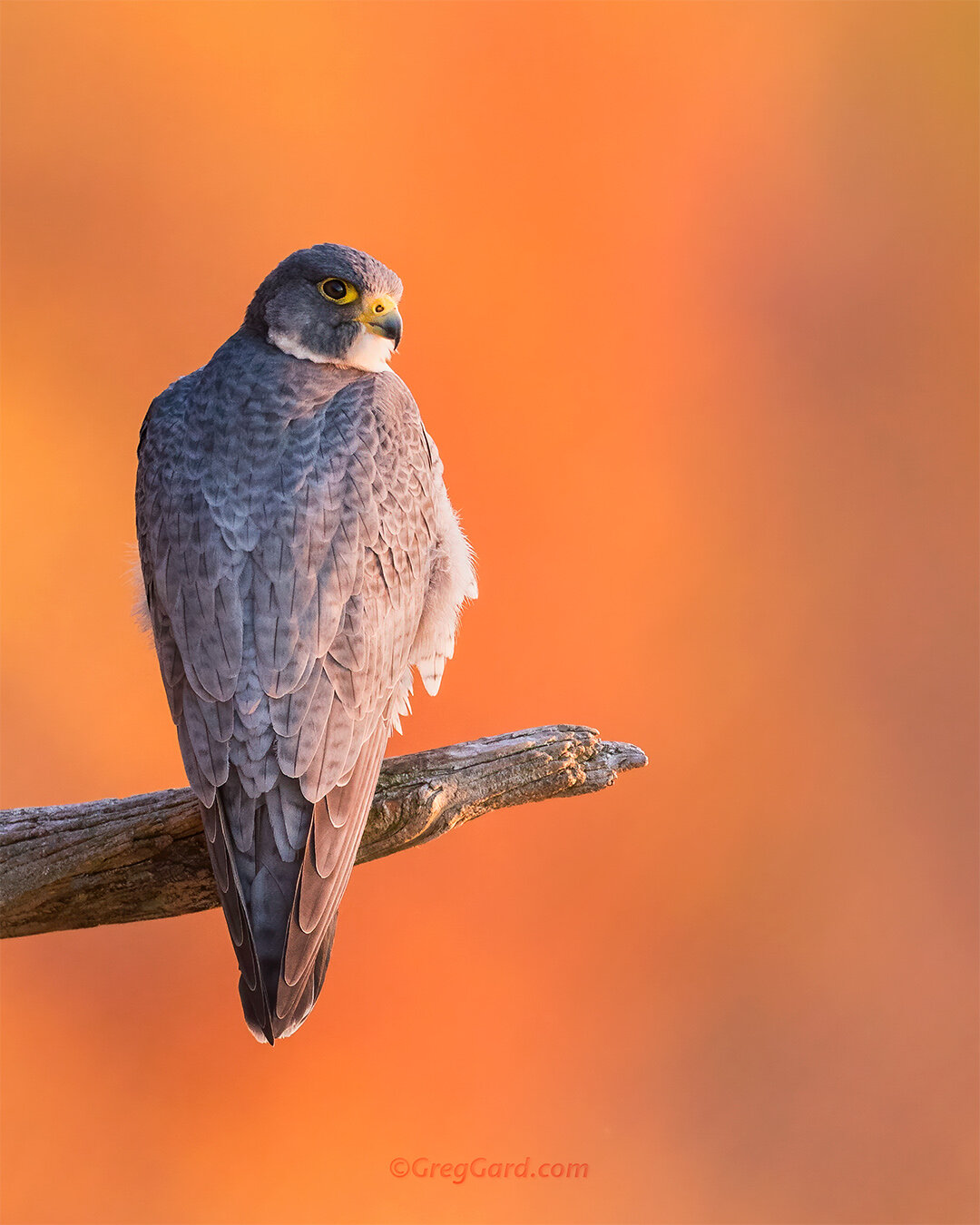 Peregrine Falcon in Fall - New Jersey