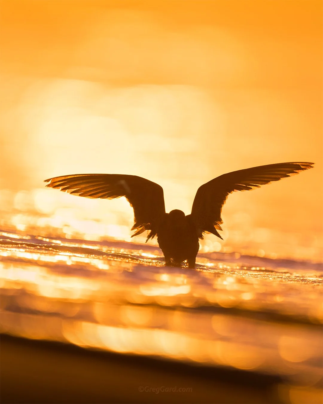 Red Knot - East Coast, USA