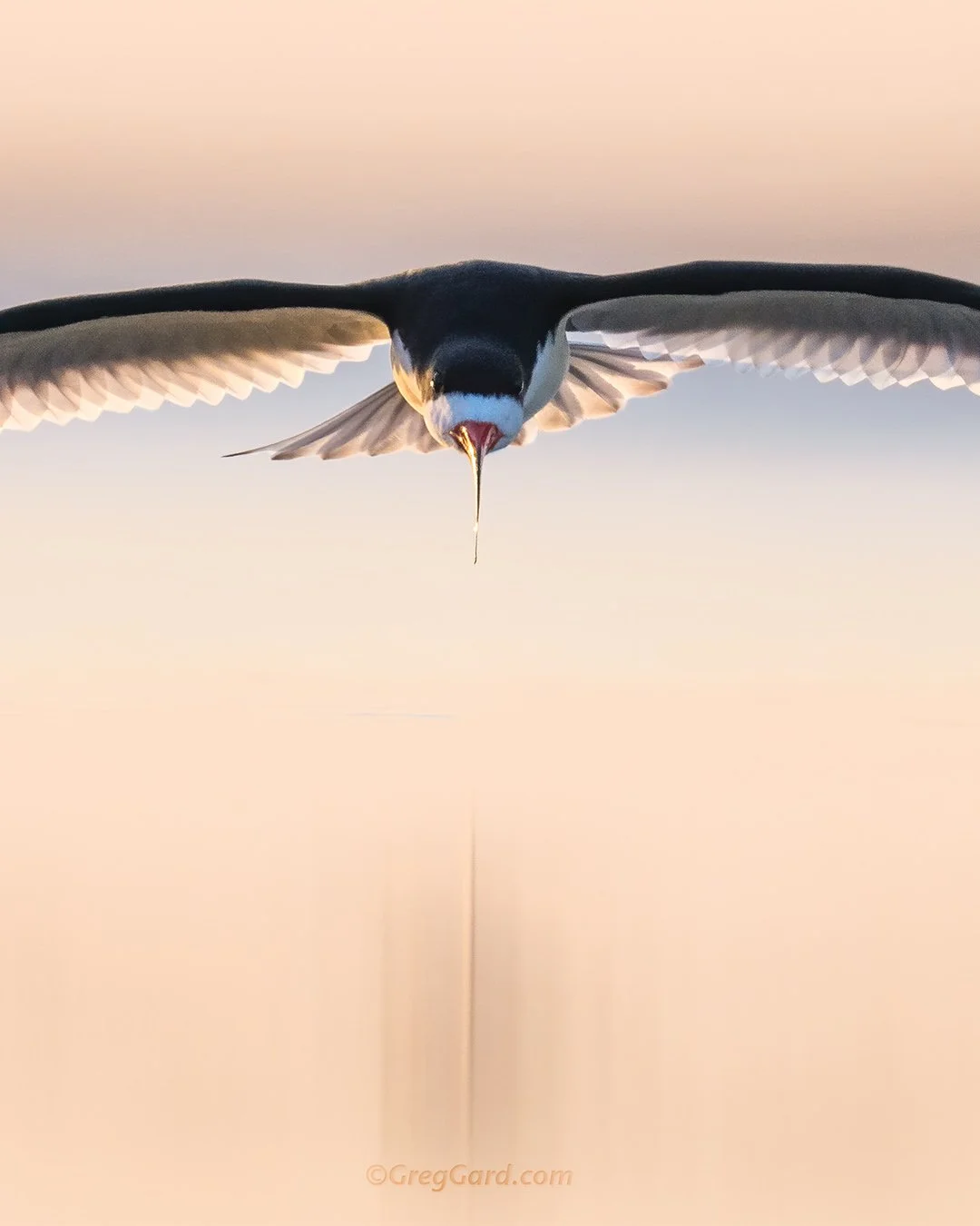 Black Skimmer - Nickerson Beach, NY